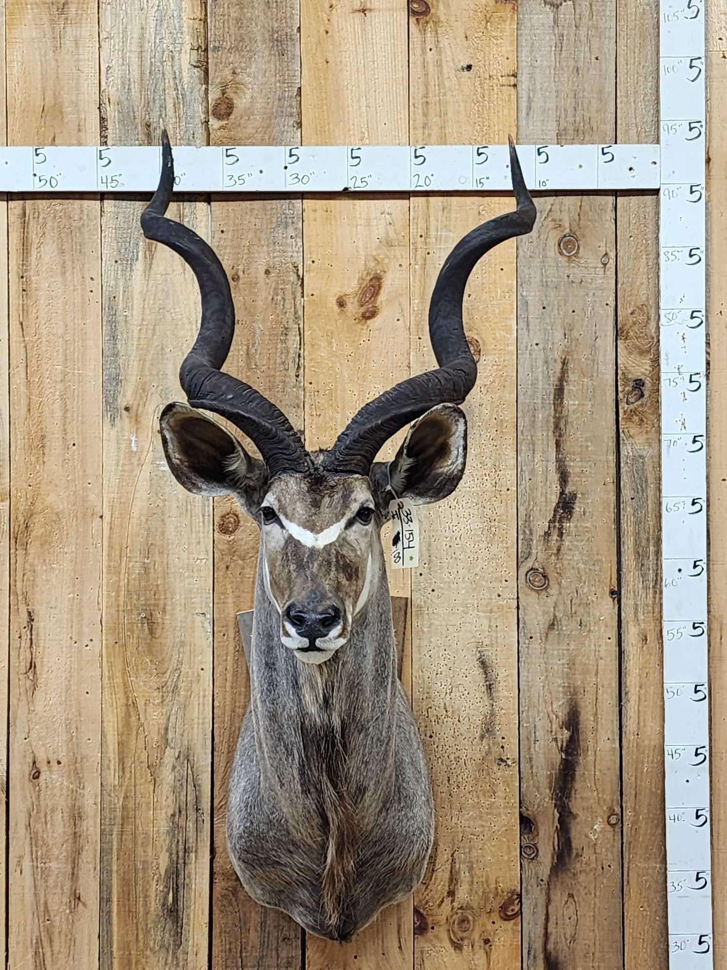 African Kudu Shoulder Mount Taxidermy: 33.154 Nice looking mount good colors detachable horns for easy shipping