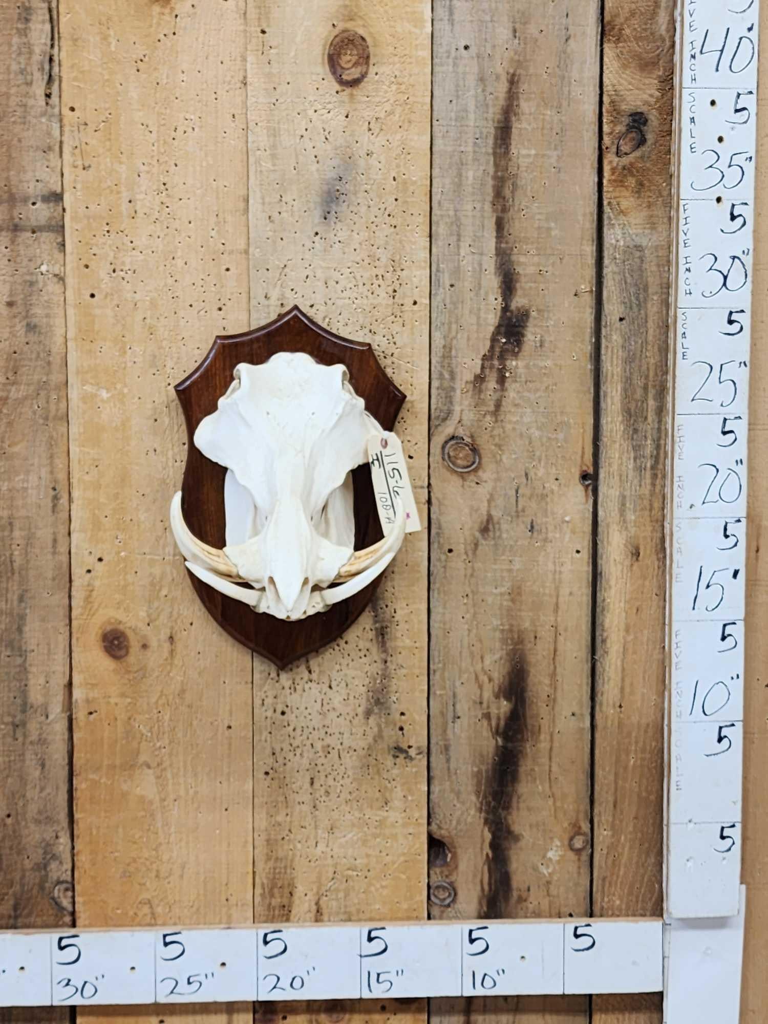 African Warthog Skull On Plaque Taxidermy (1 of 5)