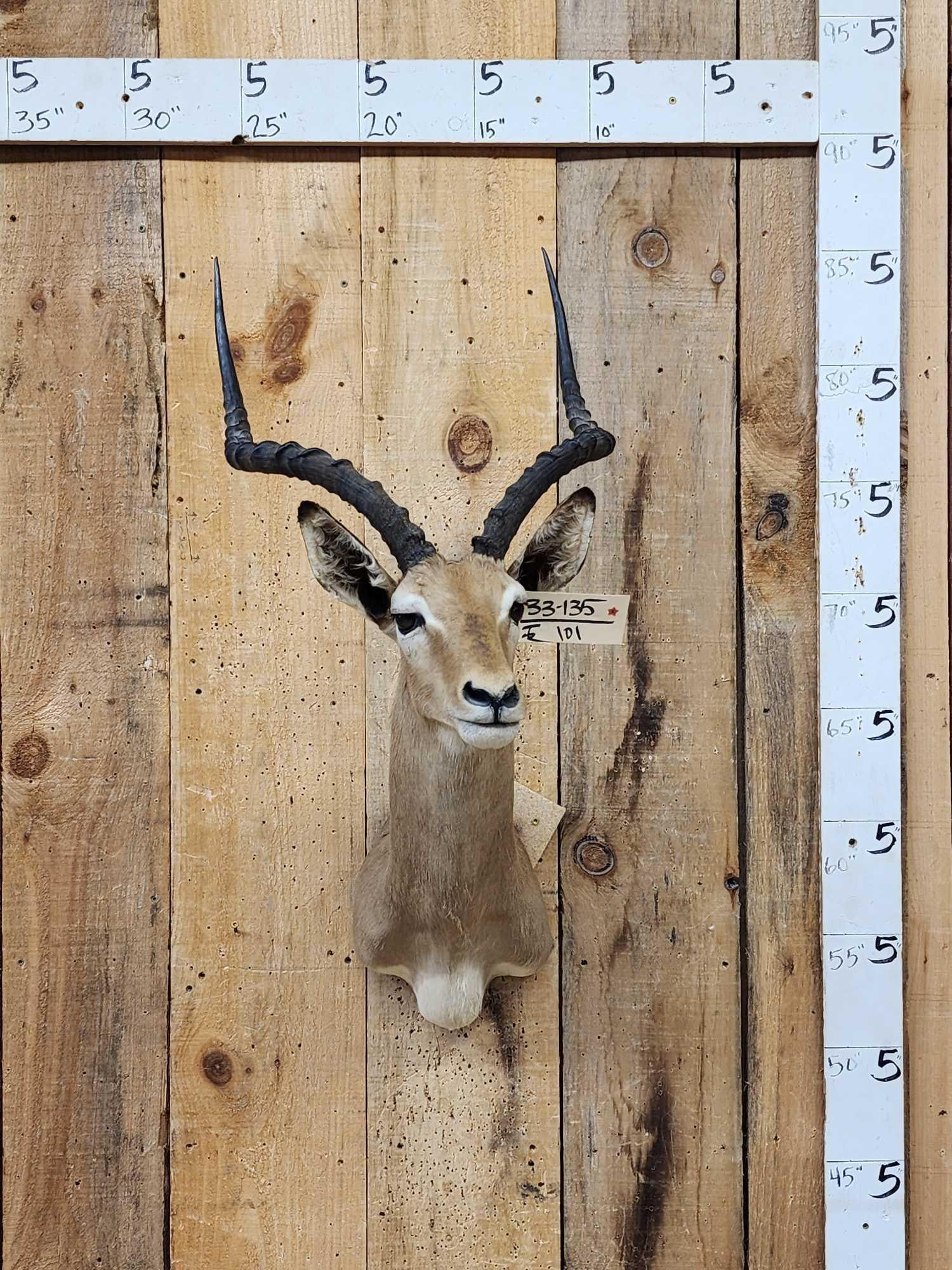 African Impala Shoulder Mount Taxidermy: 33.101 Nice clean mount