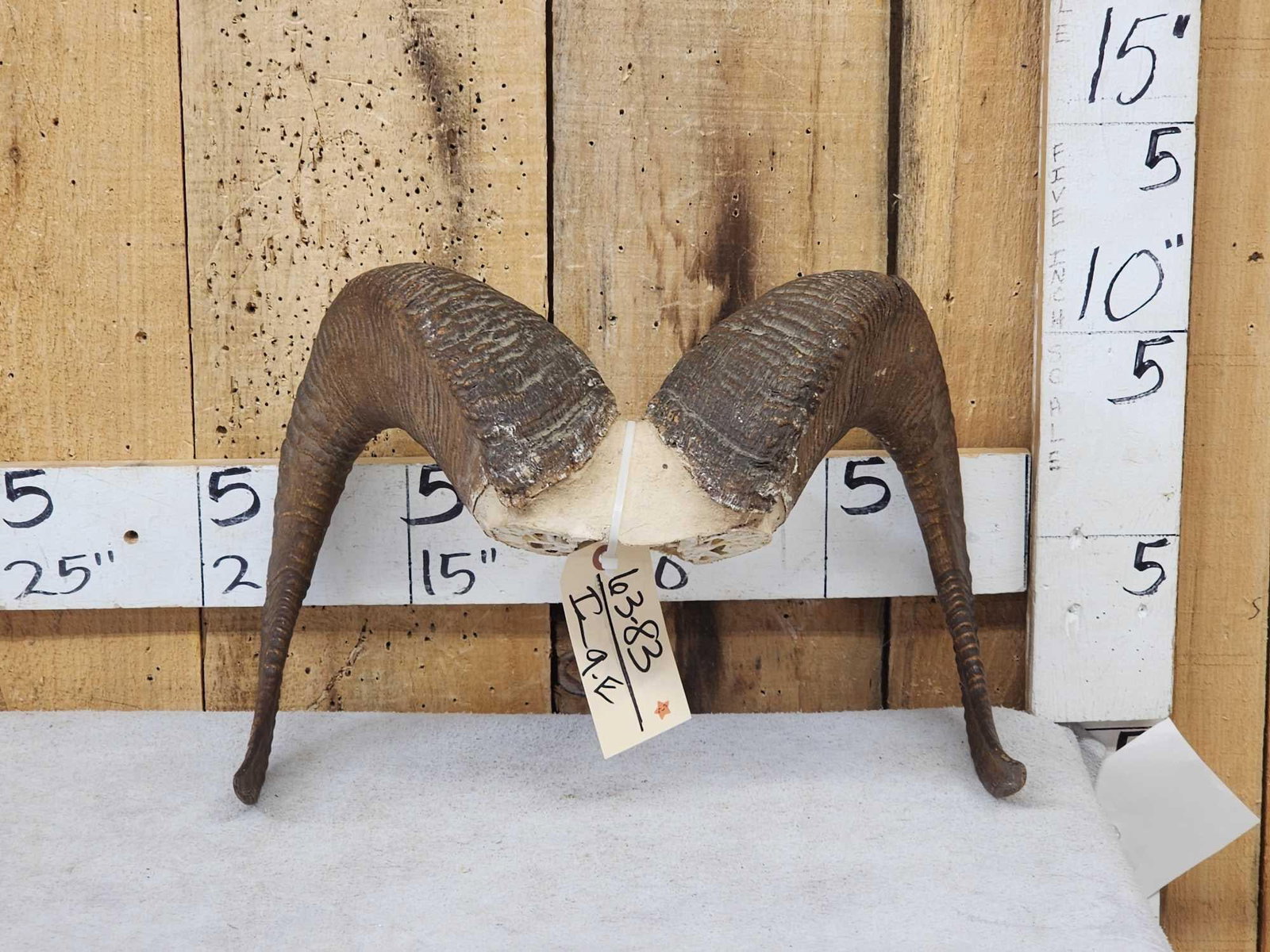 Bighorn Sheep Horns On Skull Plate Taxidermy: 68.83 Great for crafts carving or decor