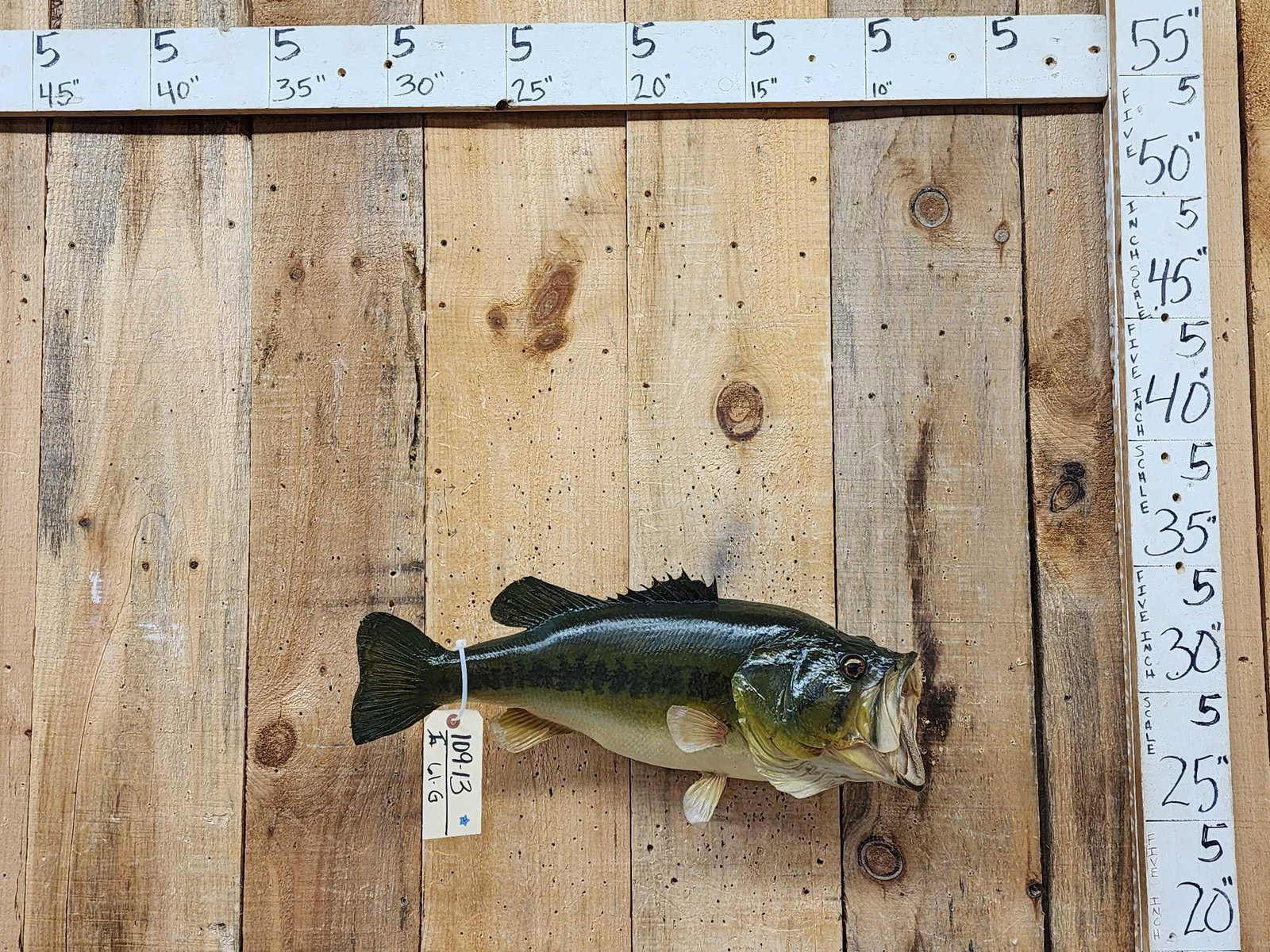 25" Largemouth Bass Real Skin Fish Taxidermy: 109.13 Cool vintage refurbished mount great classic look