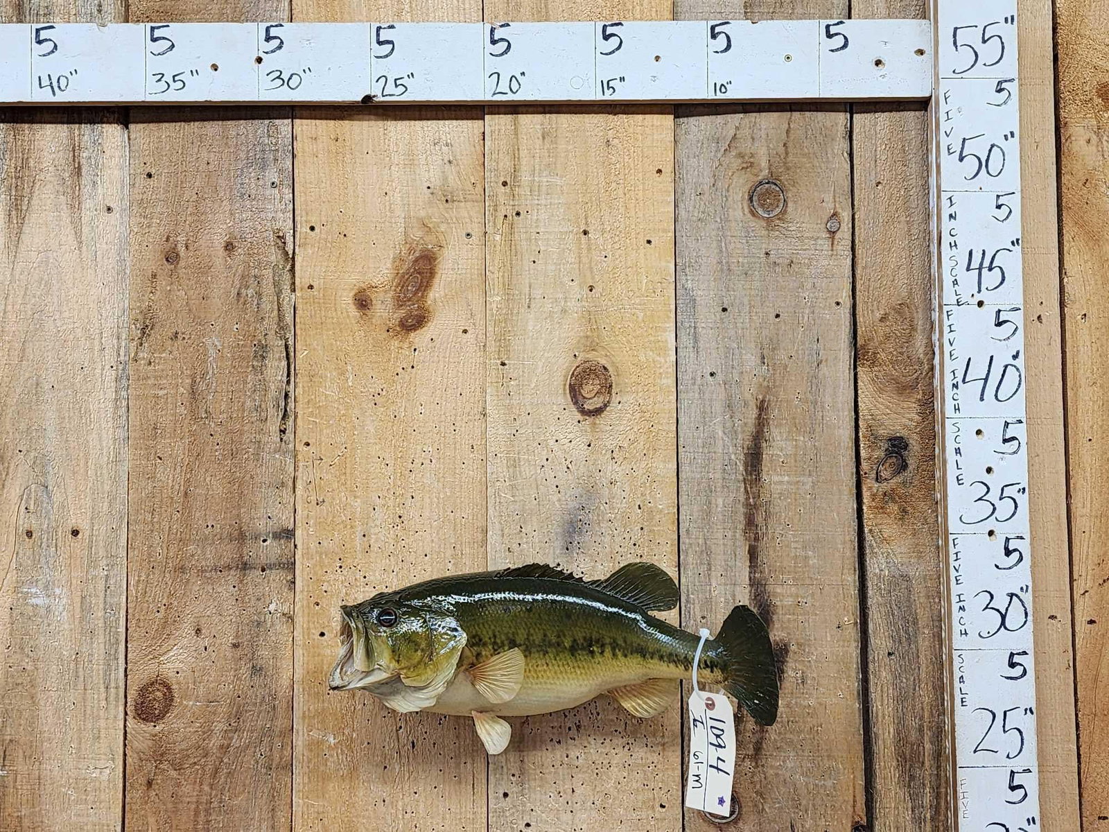 22" Largemouth Bass Real Skin Fish Taxidermy: 109.4 Cool vintage refurbished mount great classic look