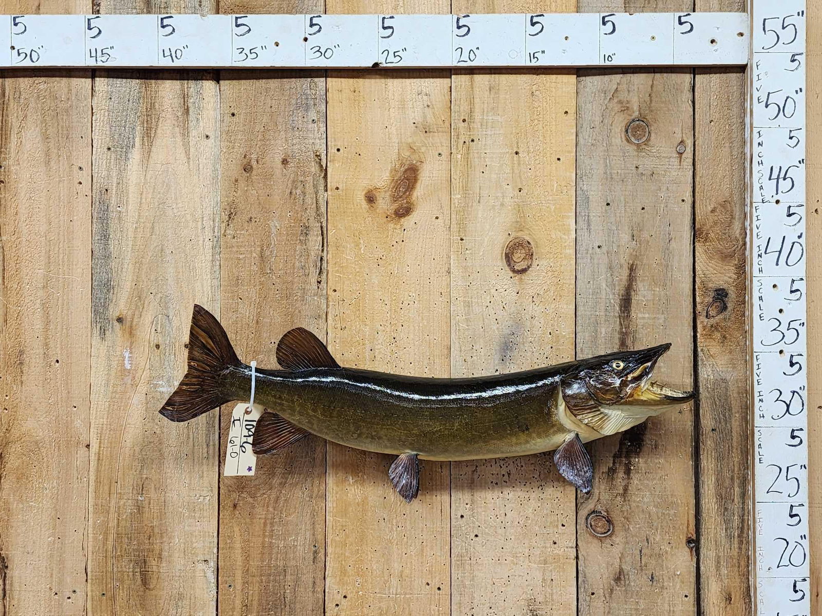 36" Muskie Real Skin Fish Taxidermy: 109.6 Cool vintage refurbished mount great classic look