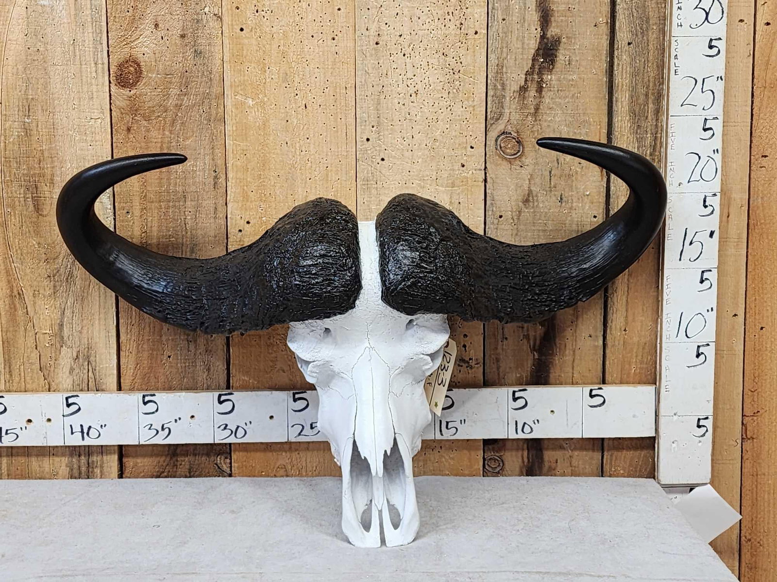 African Cape Buffalo Skull Taxidermy (1 of 6)