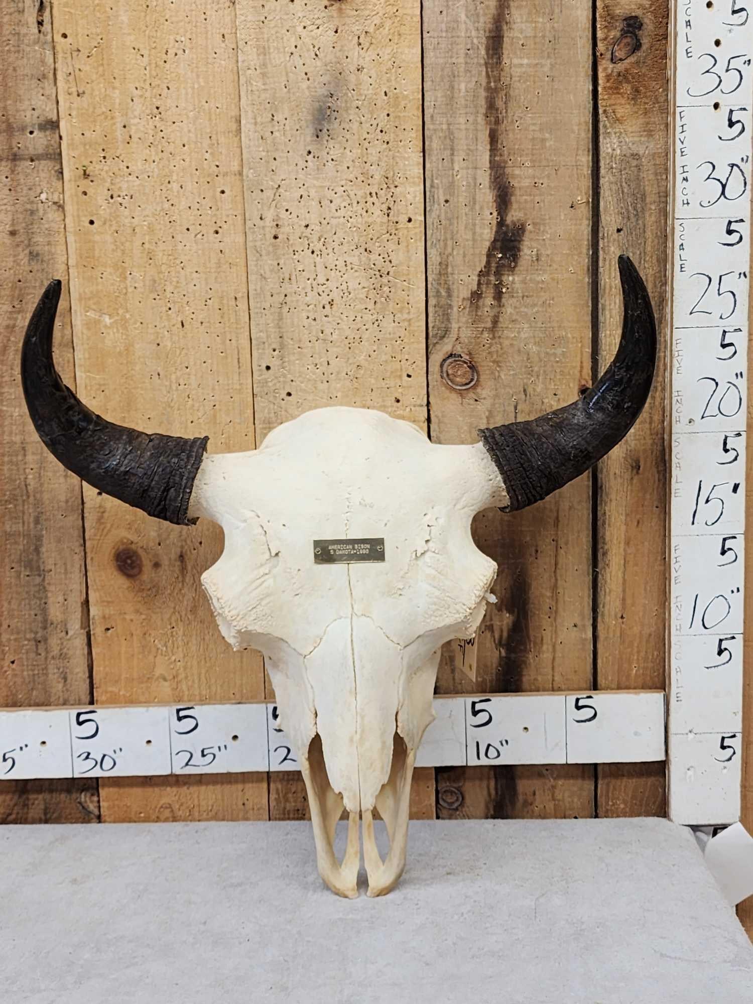 American Bison Buffalo Skull Taxidermy (1 of 4)