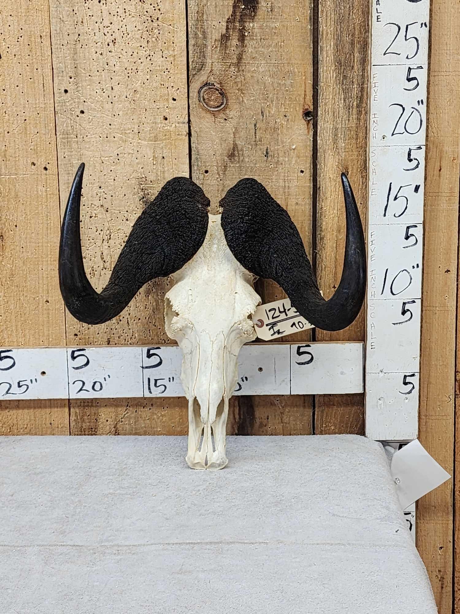 African Black Wildebeest Skull Taxidermy: 124.5 Nicely done Skull great accent piece