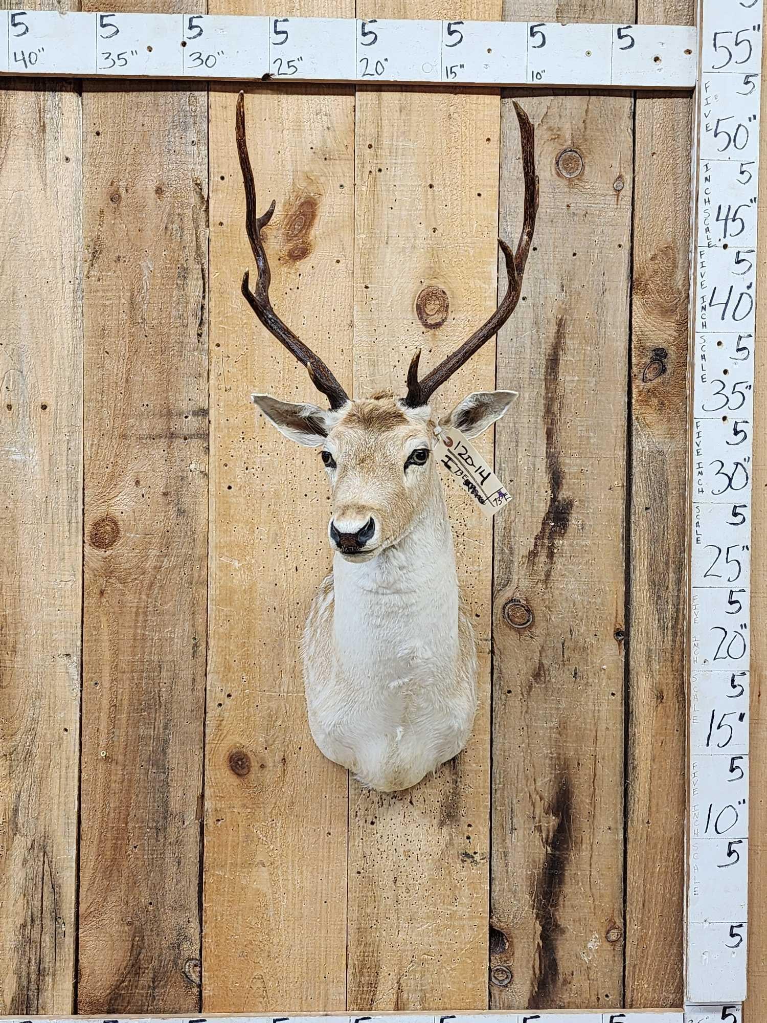 Fallow Deer Shoulder Mount Taxidermy (1 of 3)