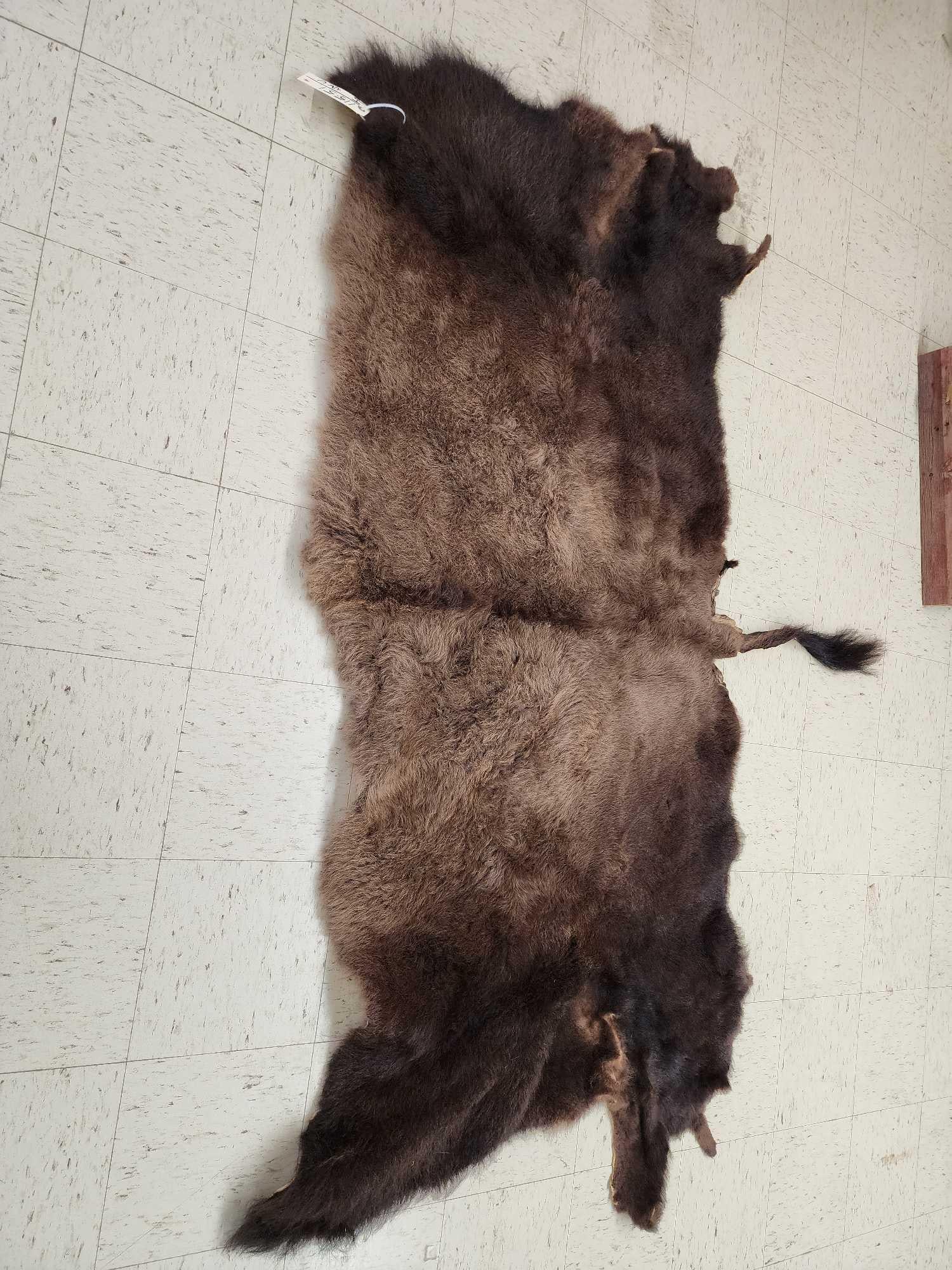 American Bison Buffalo Soft Tanned Robe Taxidermy: 115.51 Thick hair great colors about 92" wide x 64" long