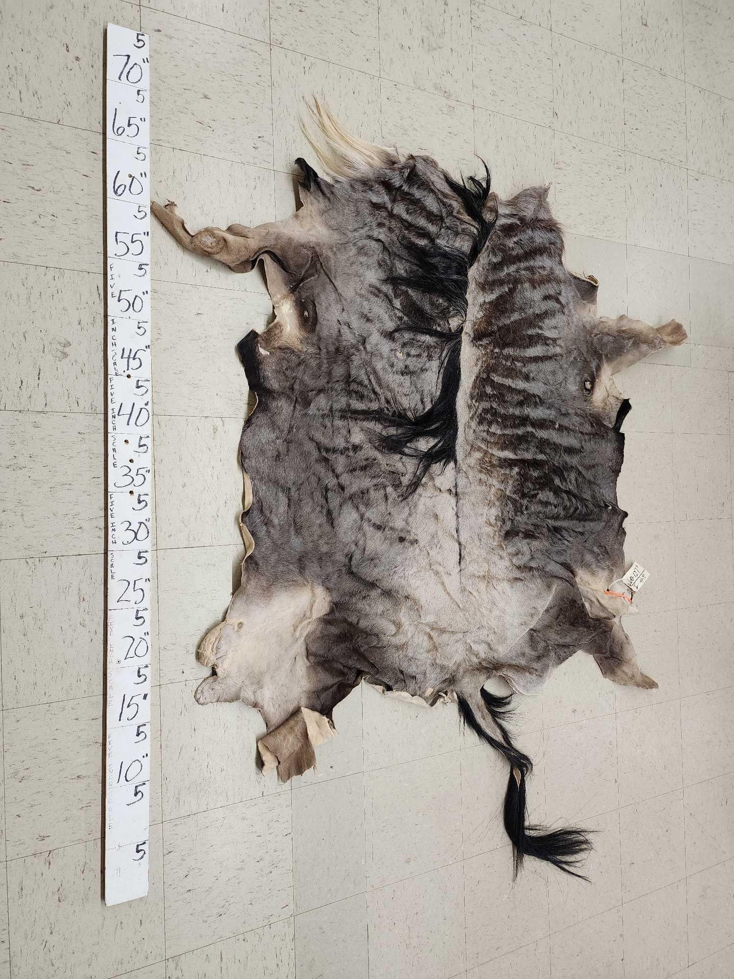 African Wildebeest Tanned Skin Taxidermy: 60.127 Great for crafts or decor