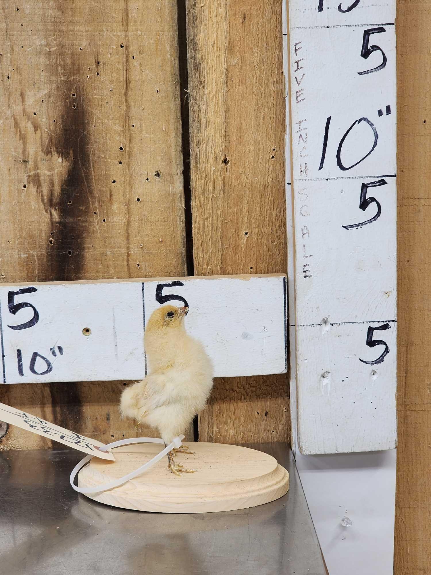 Baby Chicken Full Body Bird Taxidermy (1 of 4)