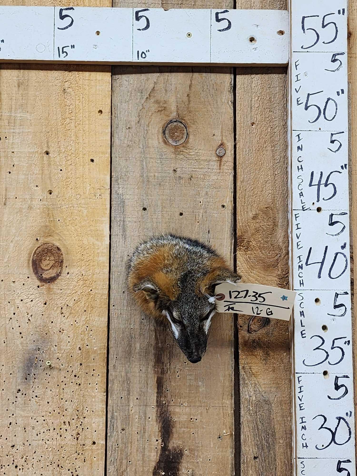 Red Fox Head Taxidermy Mount: 127.35 Great accent piece for smaller spaces