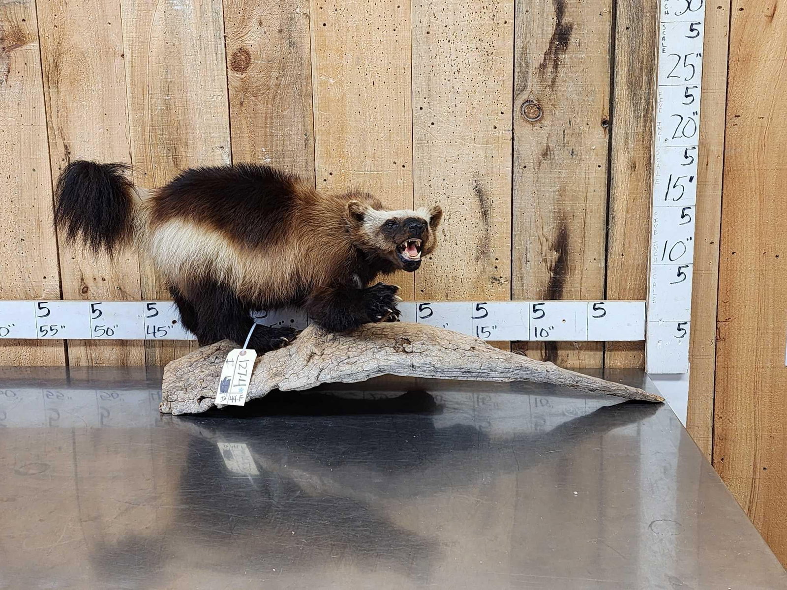 Alaskan Wolverine Full Body Taxidermy Mount: 127.4 Thick prime fur great colors