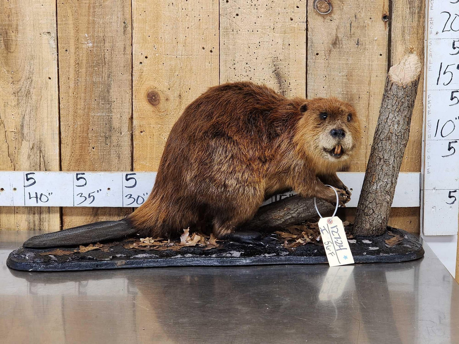 Beaver Full Body Taxidermy Mount (1 of 8)
