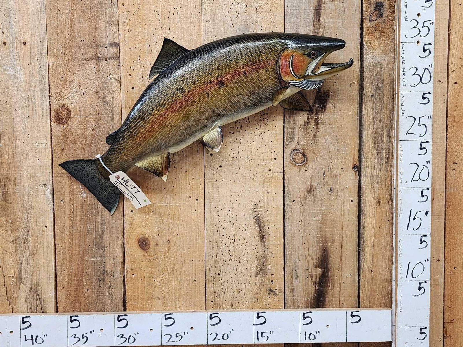 32" Salmon Fish Taxidermy (1 of 4)