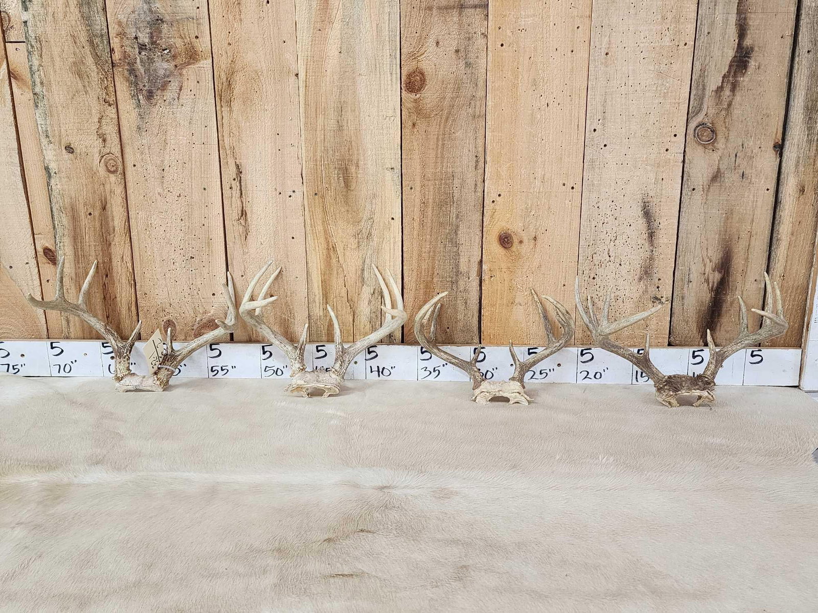 4 Sets Of Whitetail Antlers On Skull Plate: 32.1 Great for crafts or decor