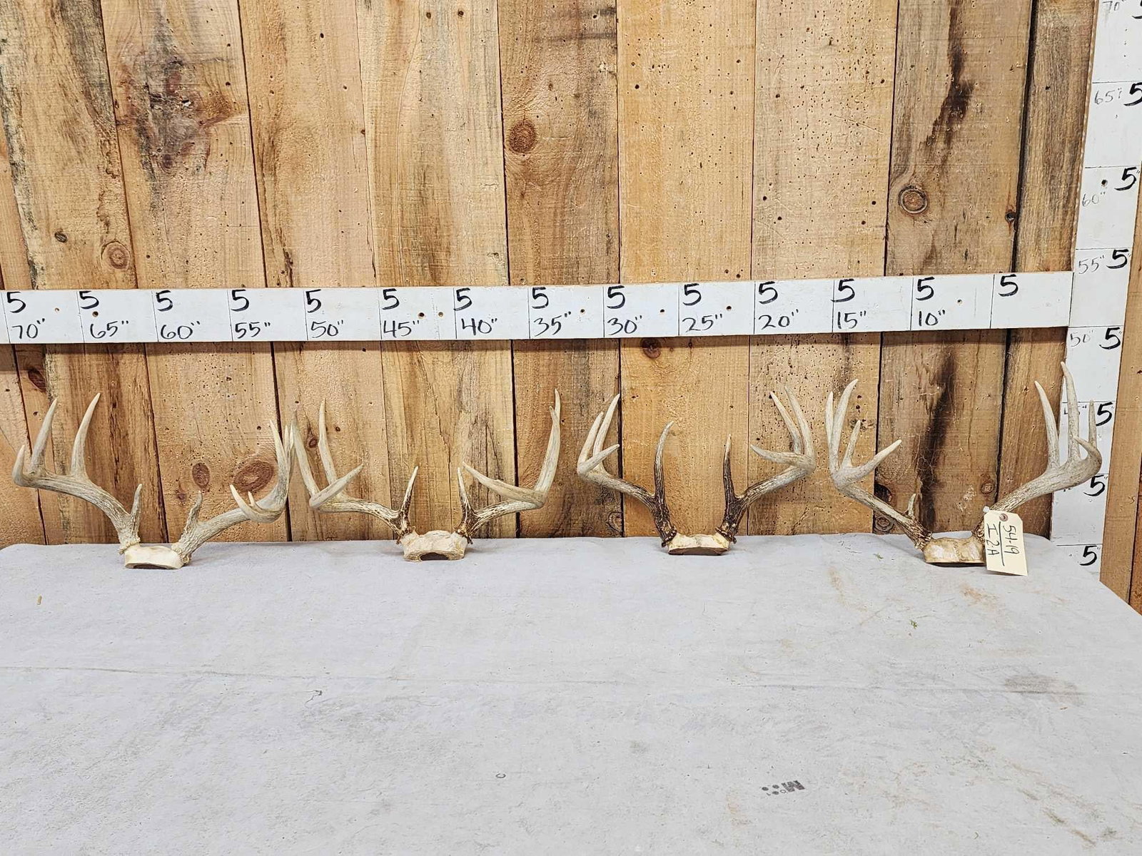 4 Sets Of Whitetail Antlers On Skull Plate: 54.19 Great for crafts or decor