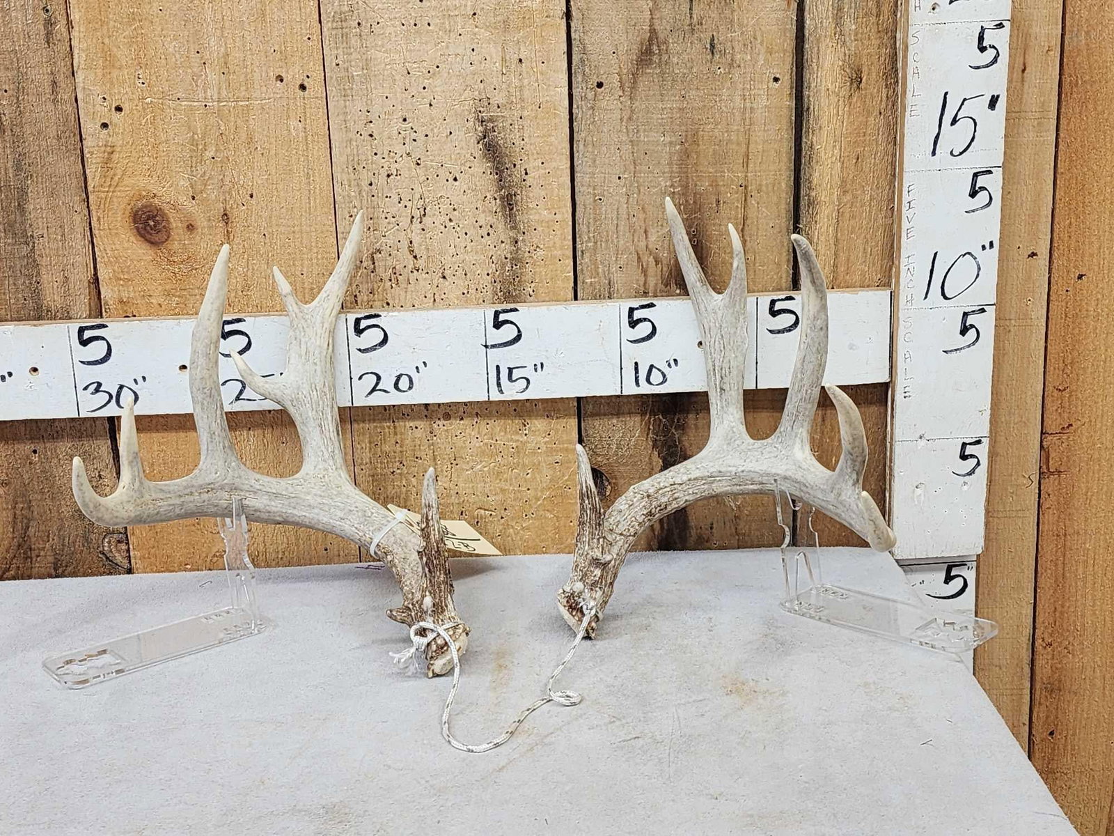 Set Of 5x5 Whitetail Shed Antlers (1 of 8)