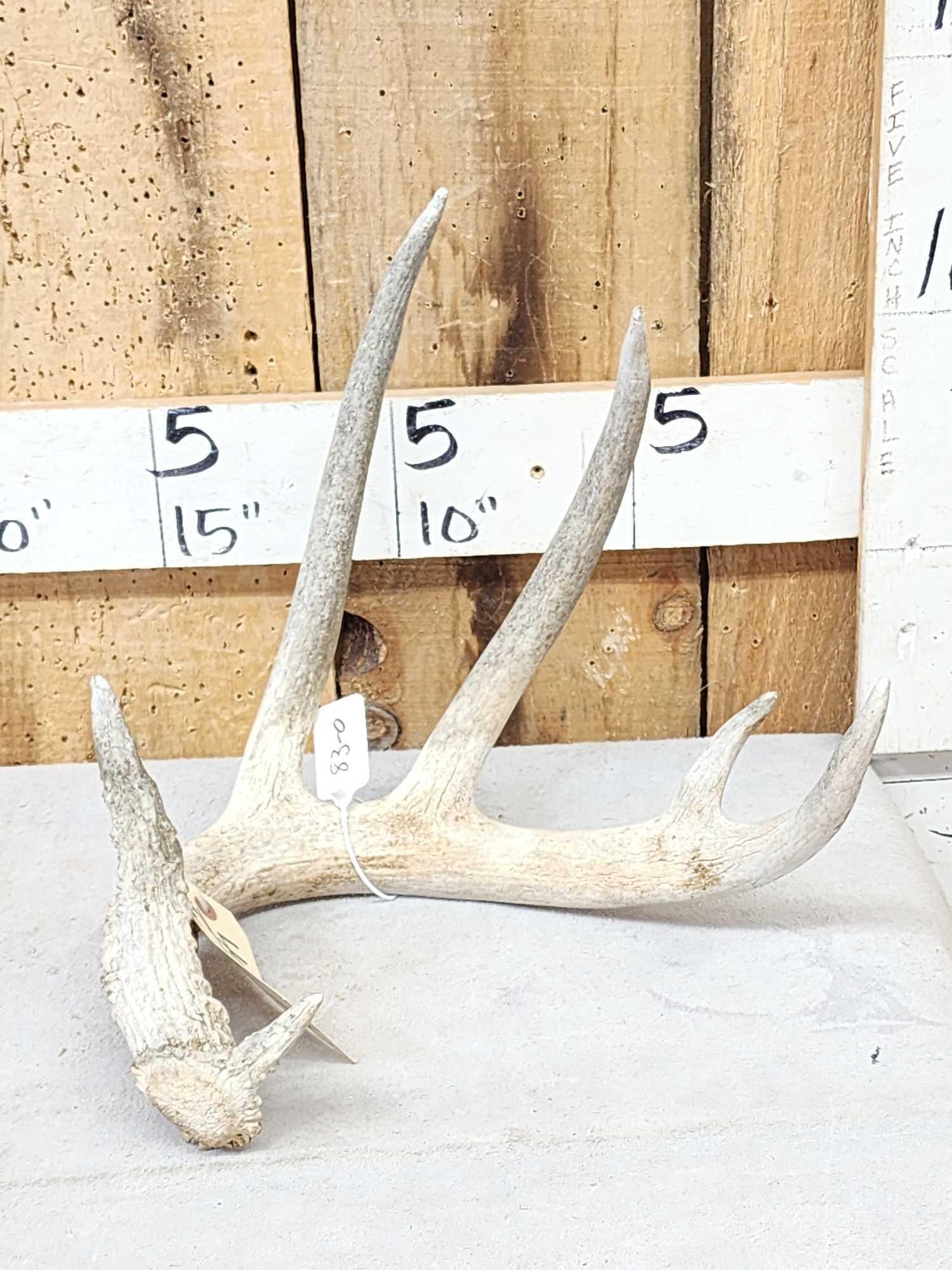 83" Wild Whitetail Shed Antler: 49.8 Great look hard white