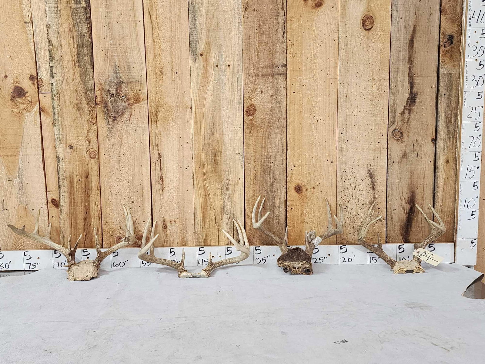 4 Sets Of Whitetail Antlers On Skull Plate: 32