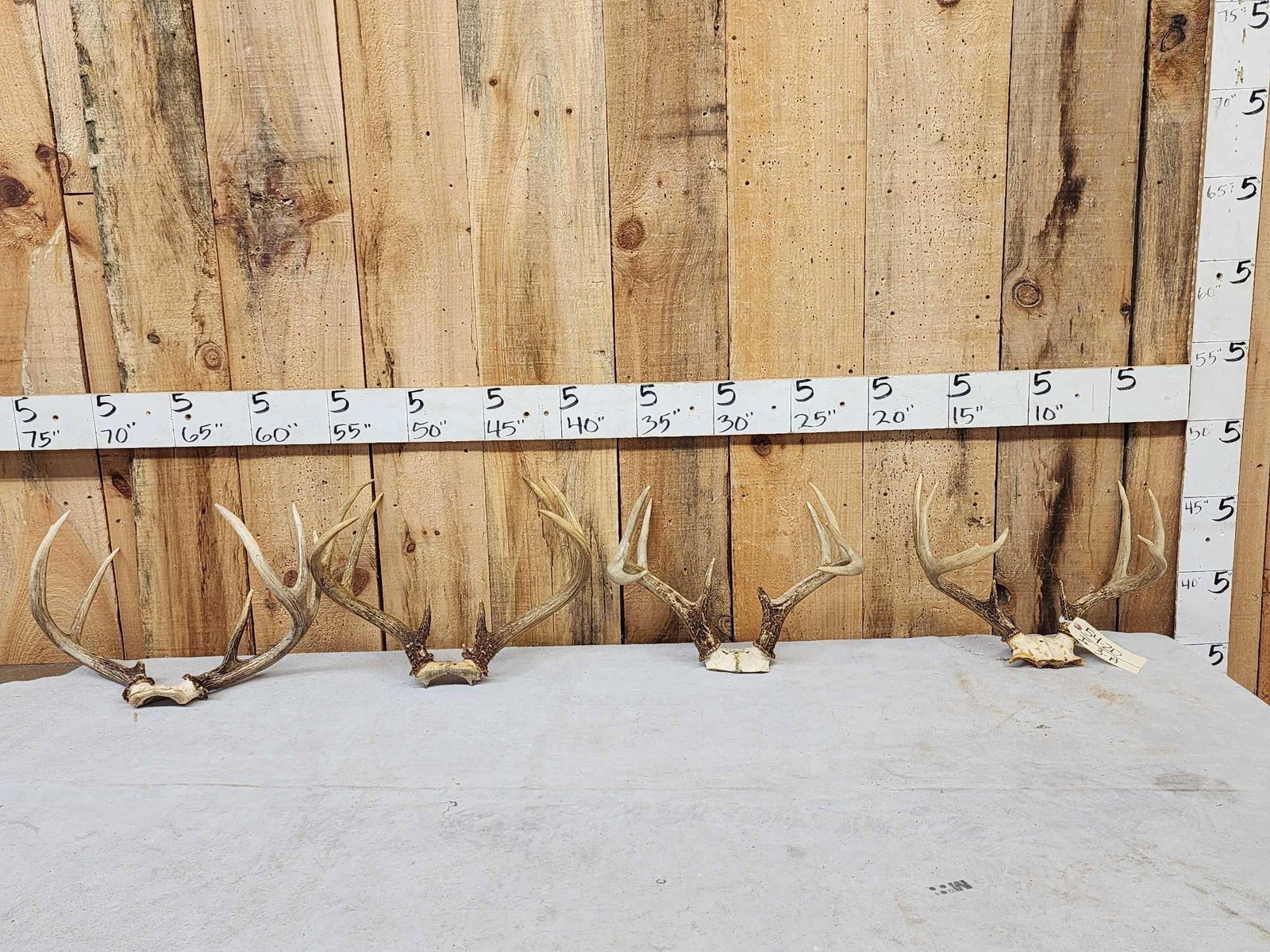 4 Sets Of Whitetail Antlers On Skull Plate (1 of 5)