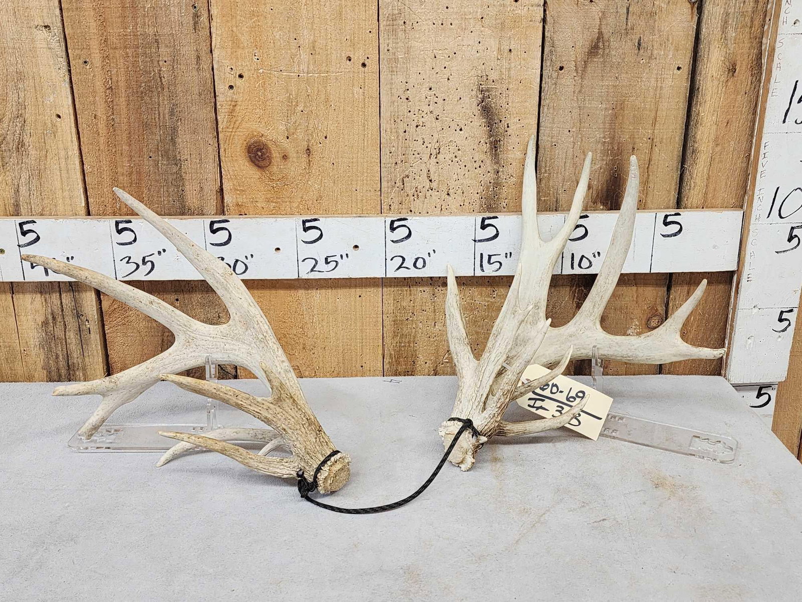 Set Of Main Frame 5x5 Whitetail Shed Antlers: 60.69 Cool clustered brows