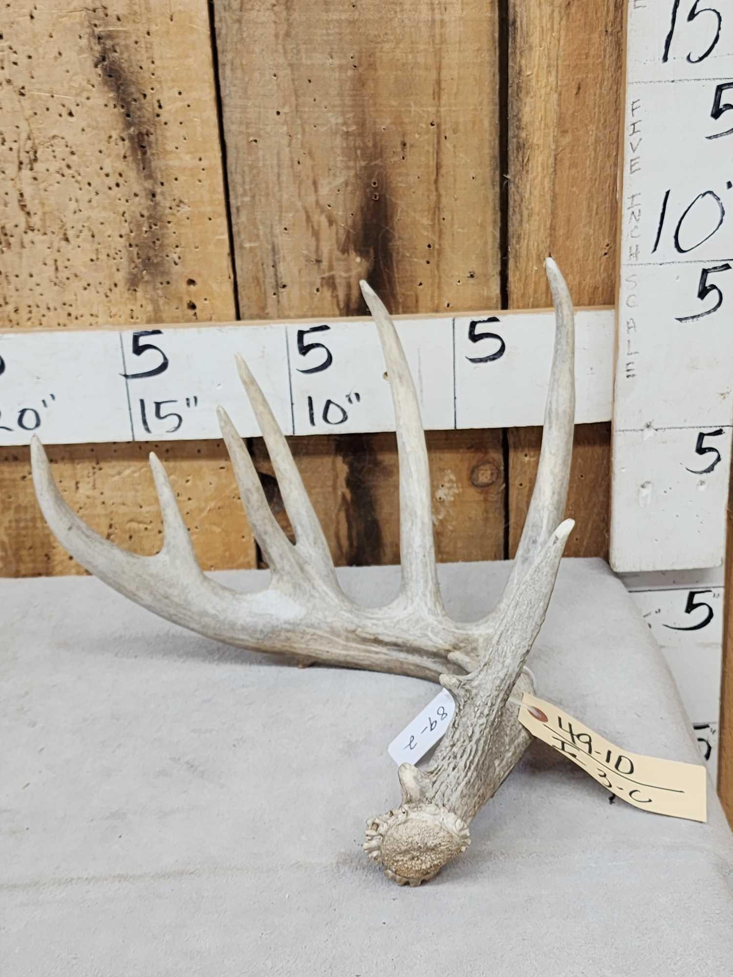 89 2/8" Wild Whitetail Shed Antler: 49.10 great look hard white