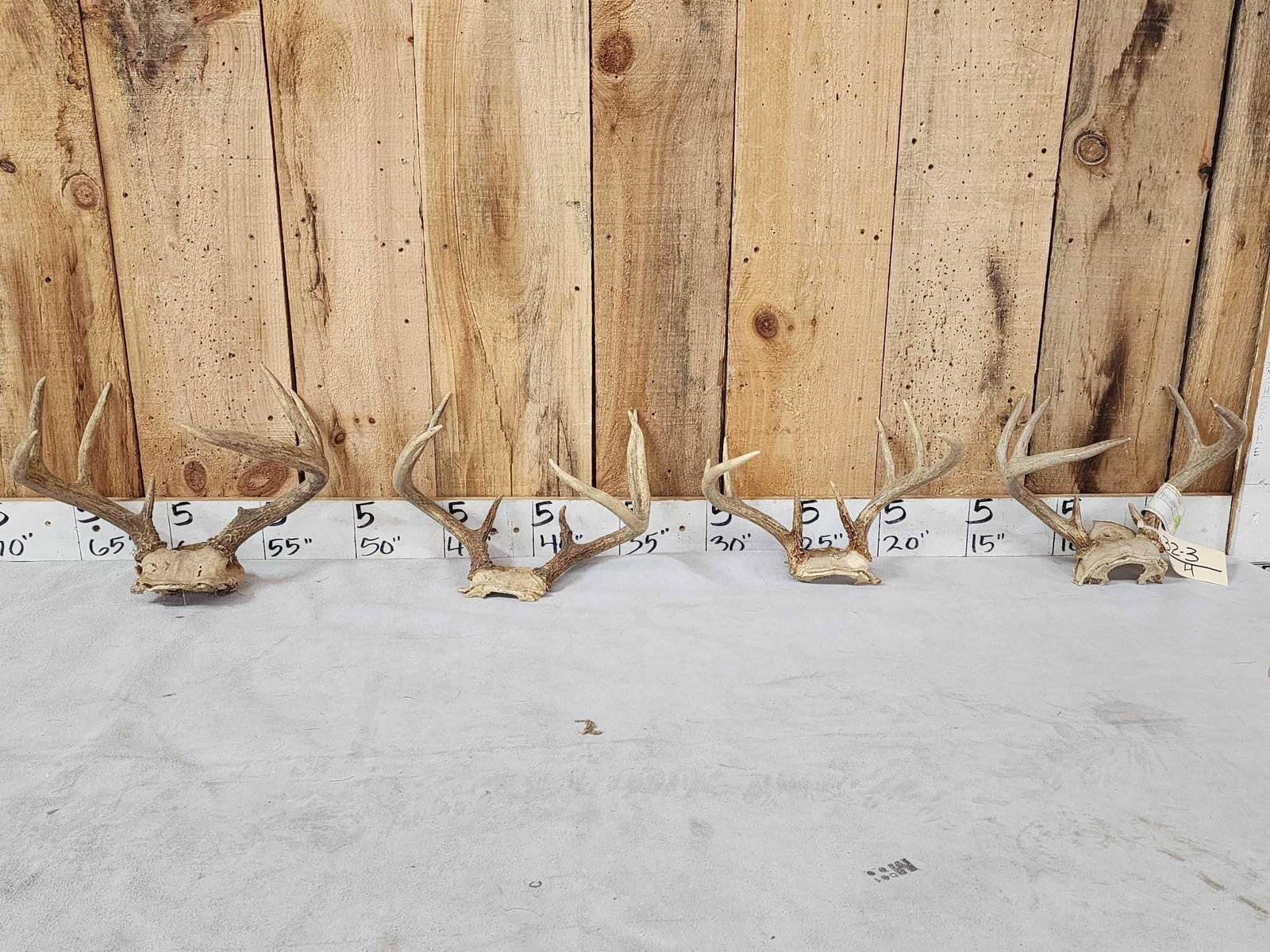 4 Sets Of Whitetail Antlers On Skull Plate: 32.3 Great for crafts or decor