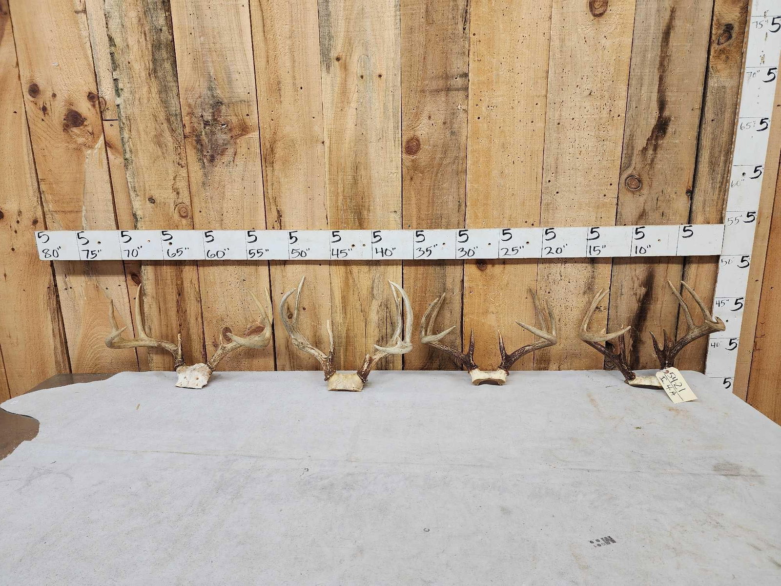 4 Sets Of Whitetail Antlers On Skull Plate: 54.21 Great for crafts or decor