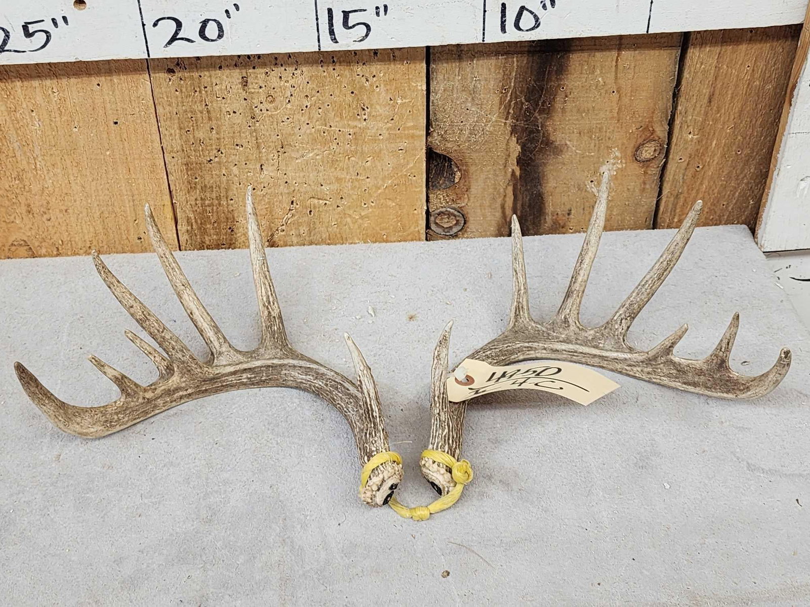 Set Of Mini Monster 6x6 Whitetail Shed Antlers: 49.50 Cool Little set main Frame 6x5 double row tines