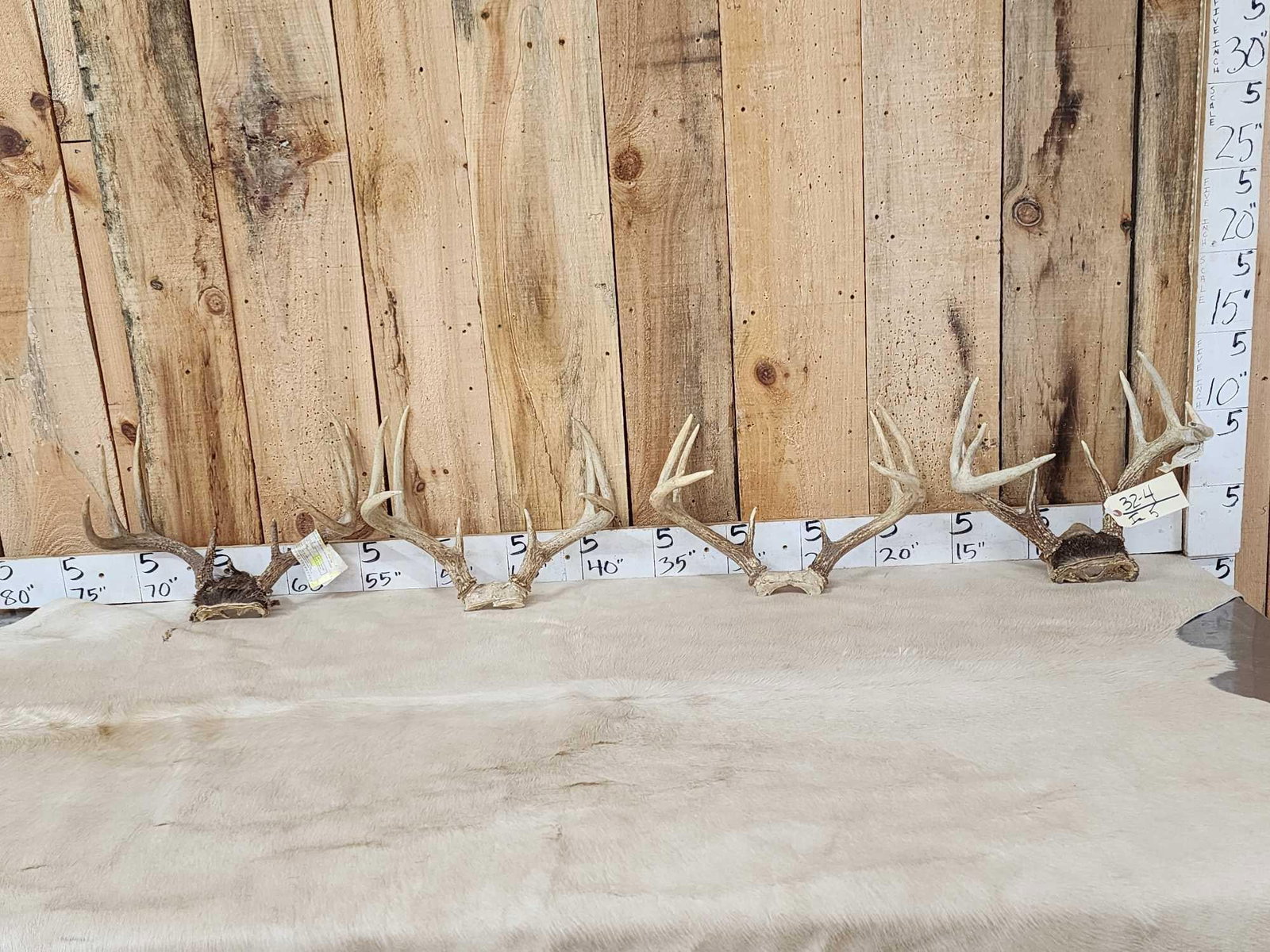 4 Sets Of Whitetail Antlers On Skull Plate (1 of 5)