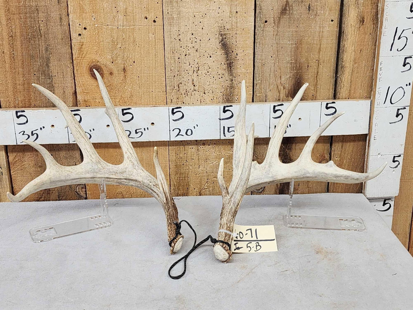 Set Of 5x5 Whitetail Shed Antlers (1 of 5)