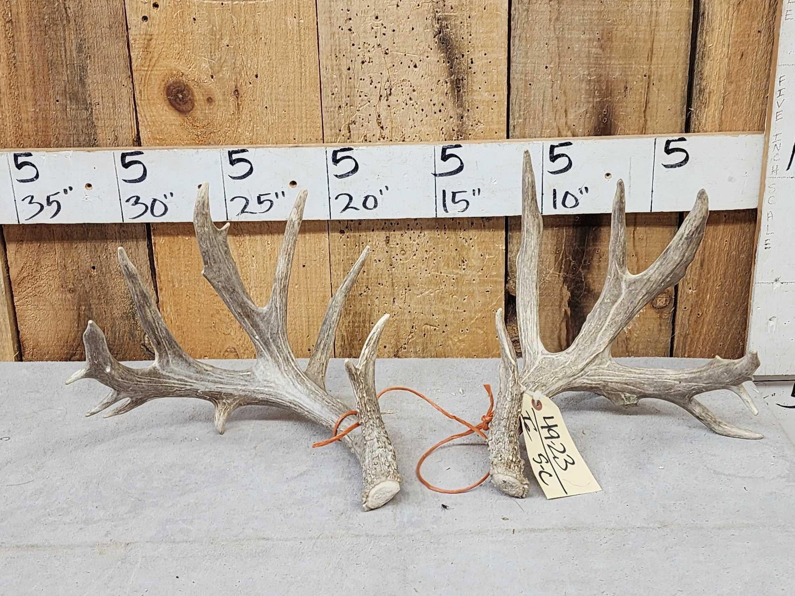 Set Of Main Frame 5x5 Whitetail Shed Antlers (1 of 3)