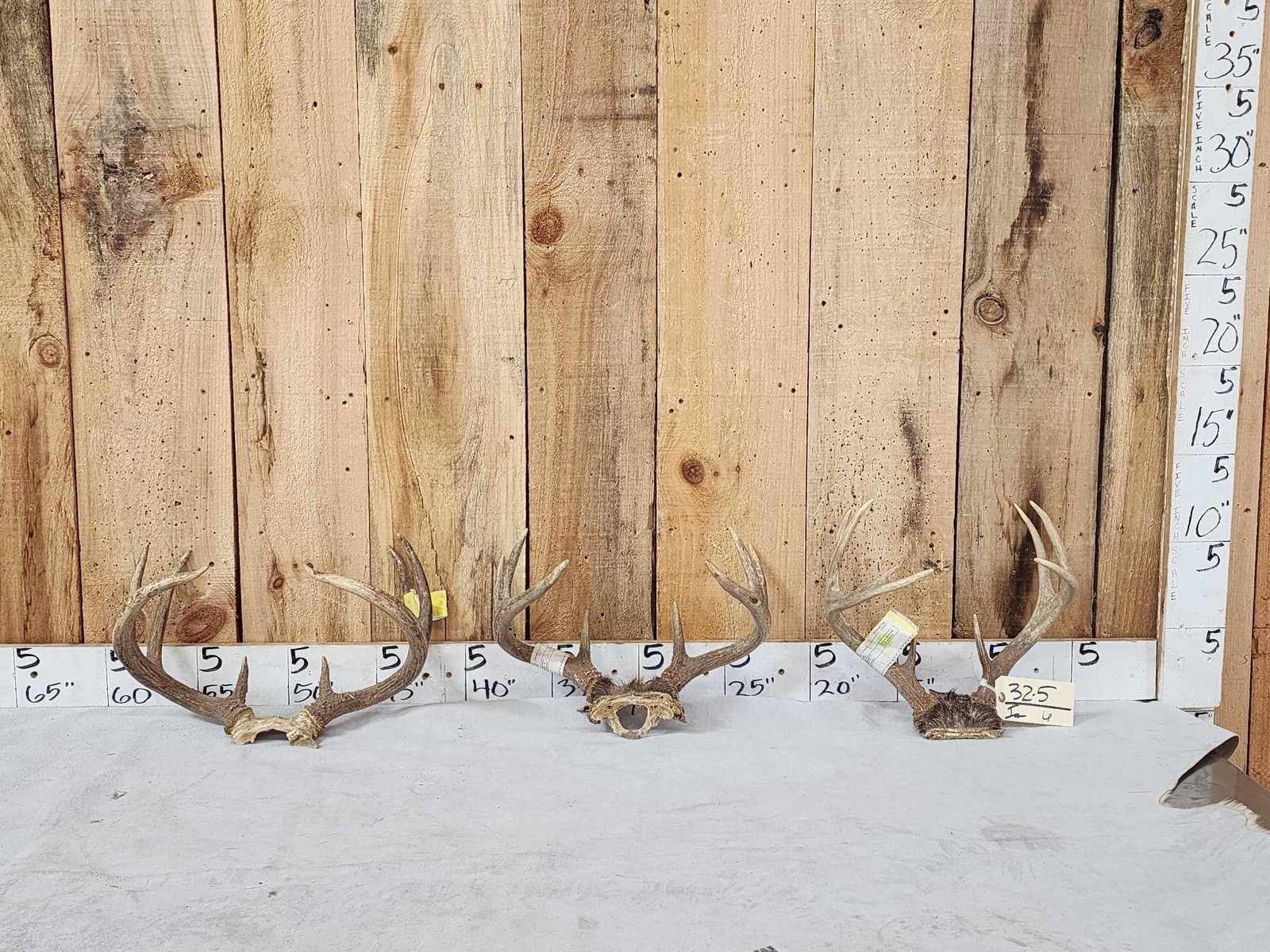 3 Sets Of Whitetail Antlers On Skull Plate: 32.5 Great for crafts or decor