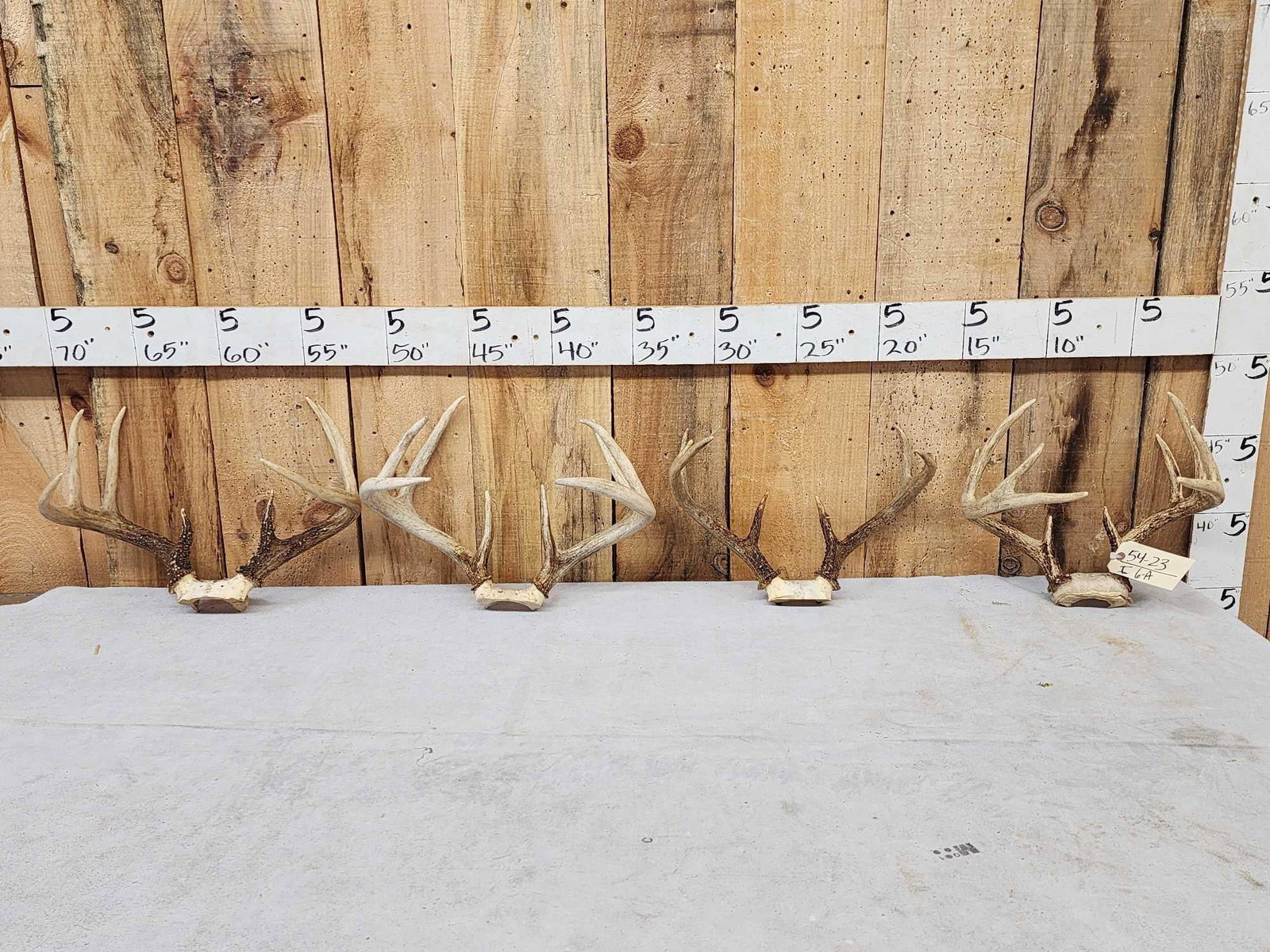 4 Sets Of Whitetail Antlers On Skull Plate: 54.23 Great for crafts decor or dog chews