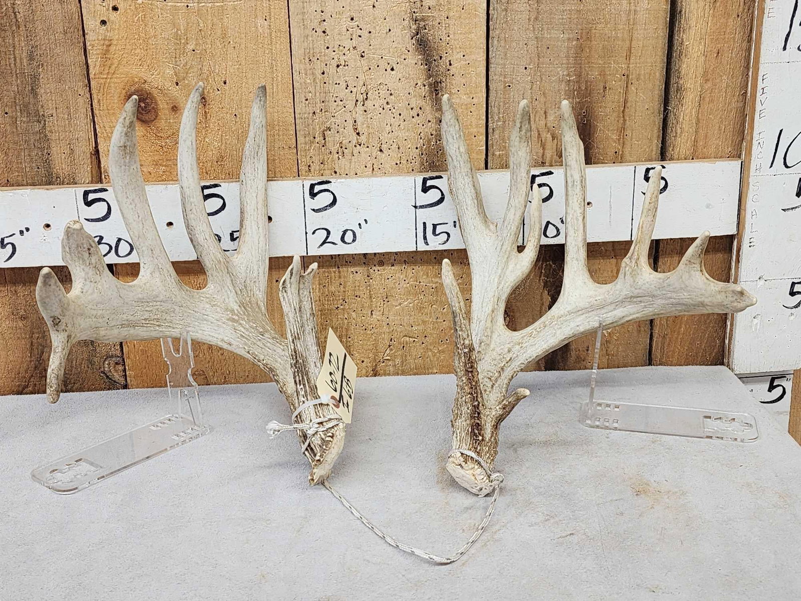 Set Of Main Frame 6x6 Whitetail Shed Antlers: 60.72 Heavy mass throughout good color