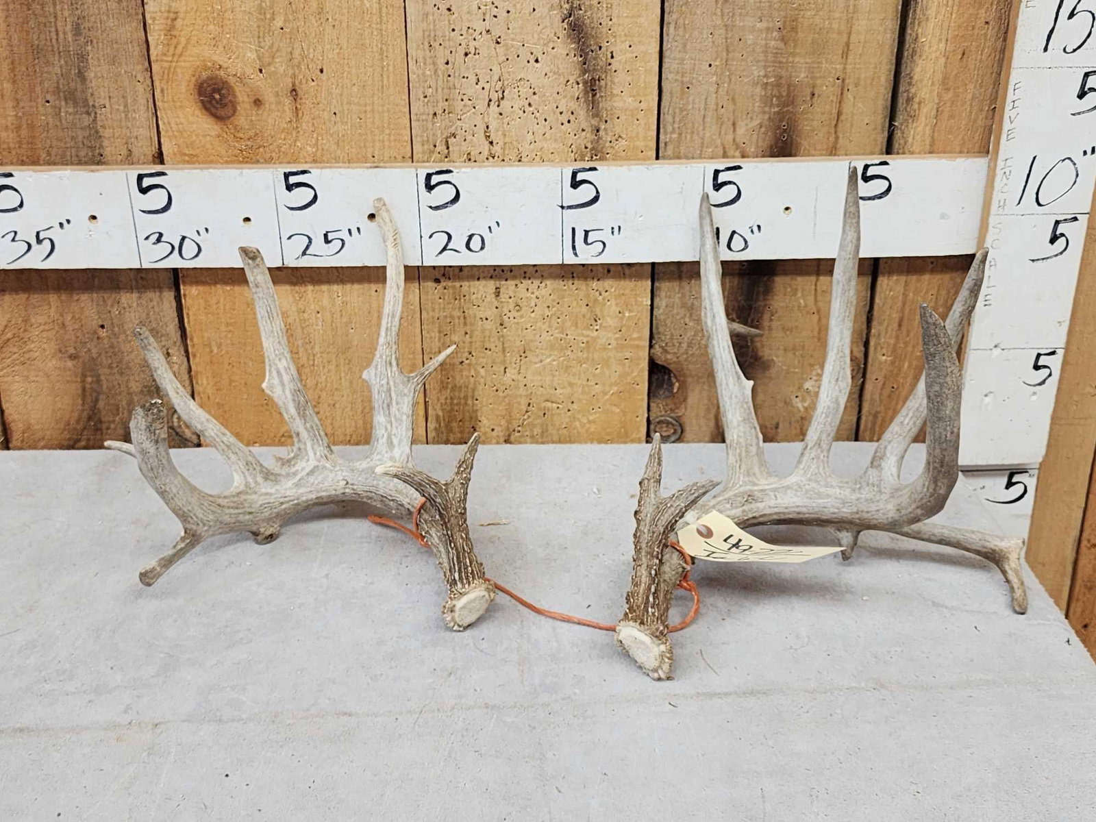Set Of Main Frame 6x6 Whitetail Shed Antlers (1 of 5)