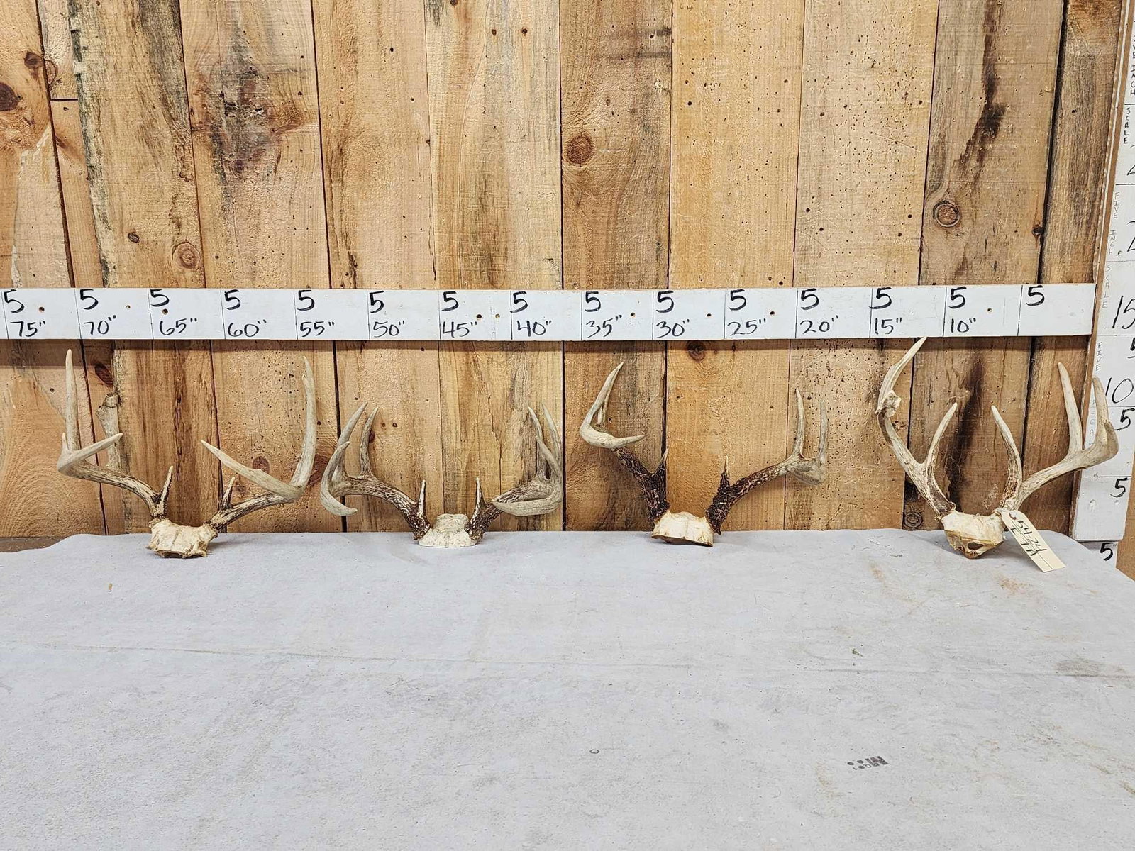 4 Sets Of Whitetail Antlers On Skull Plate: 54.24 Great for crafts decor or dog chews