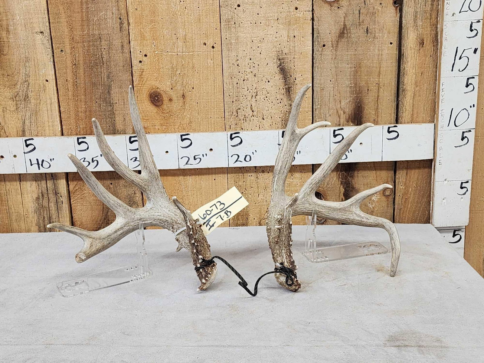 Set Of Main Frame 5x5 Whitetail Shed Antlers (1 of 11)
