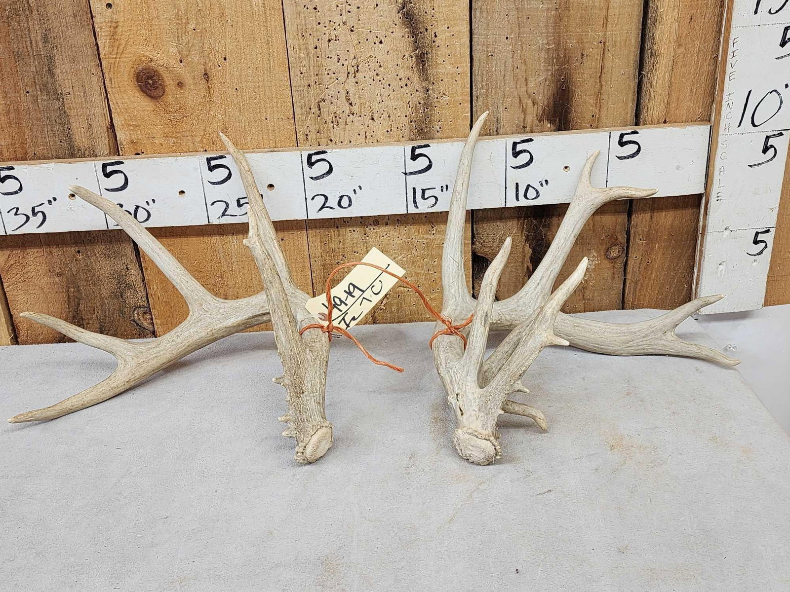 Set Of Main Frame 5x5 Whitetail Shed Antlers: 49.19 Clustered brows on his left side great look