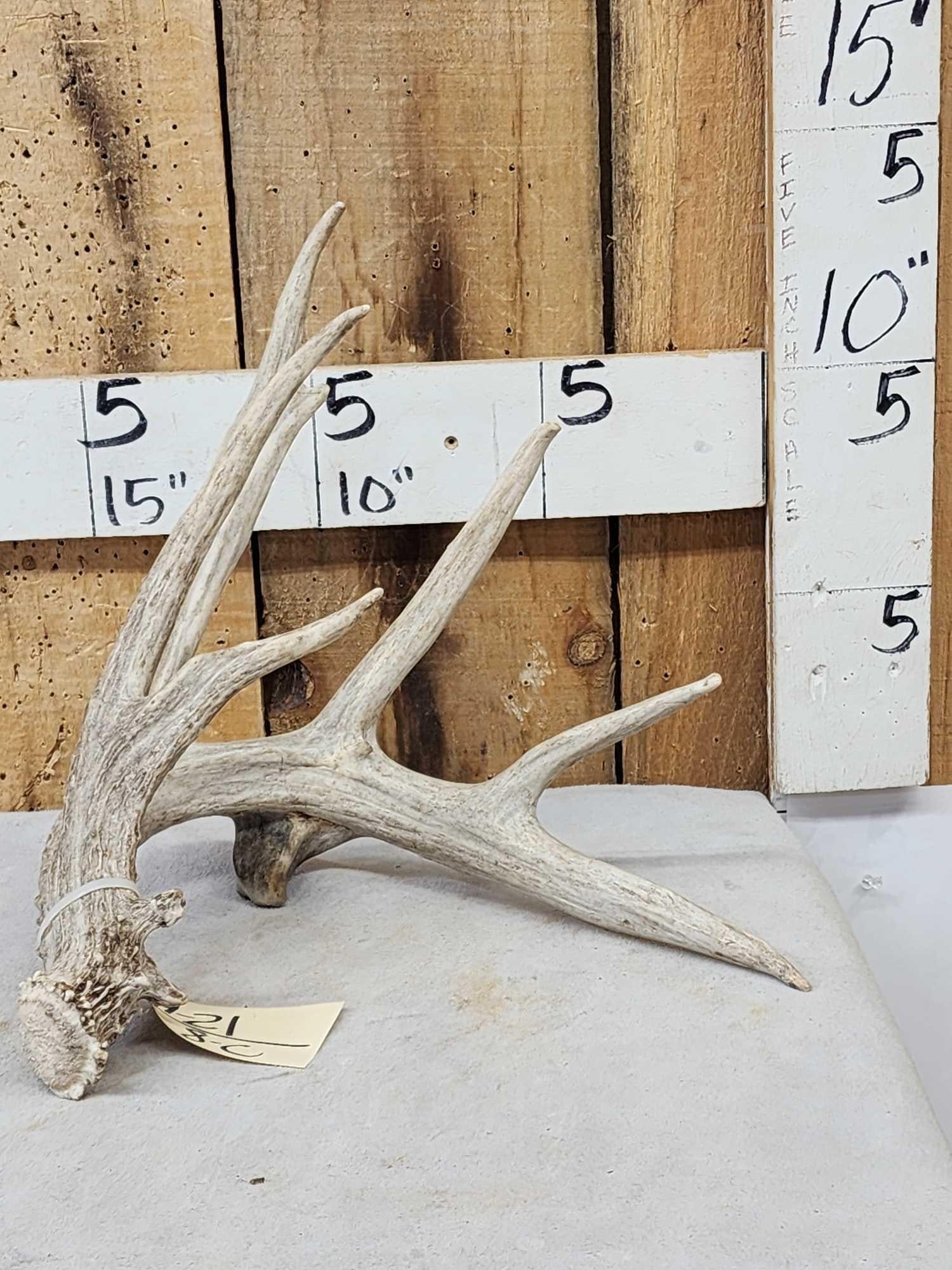 Big Main Frame 5 Point Whitetail Shed Antler: 49.21 Tall tines self displaying shed with kick stand