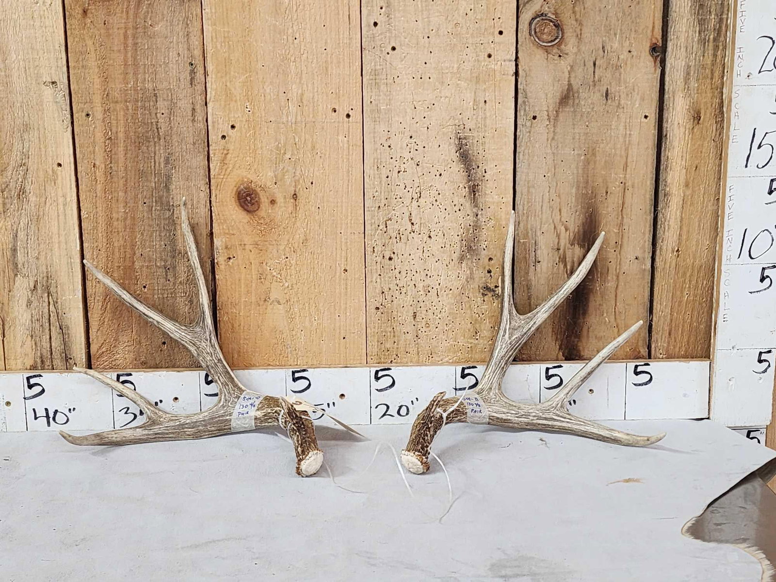 Nice Set Of 5x5 Mule Deer Shed Antlers (1 of 4)