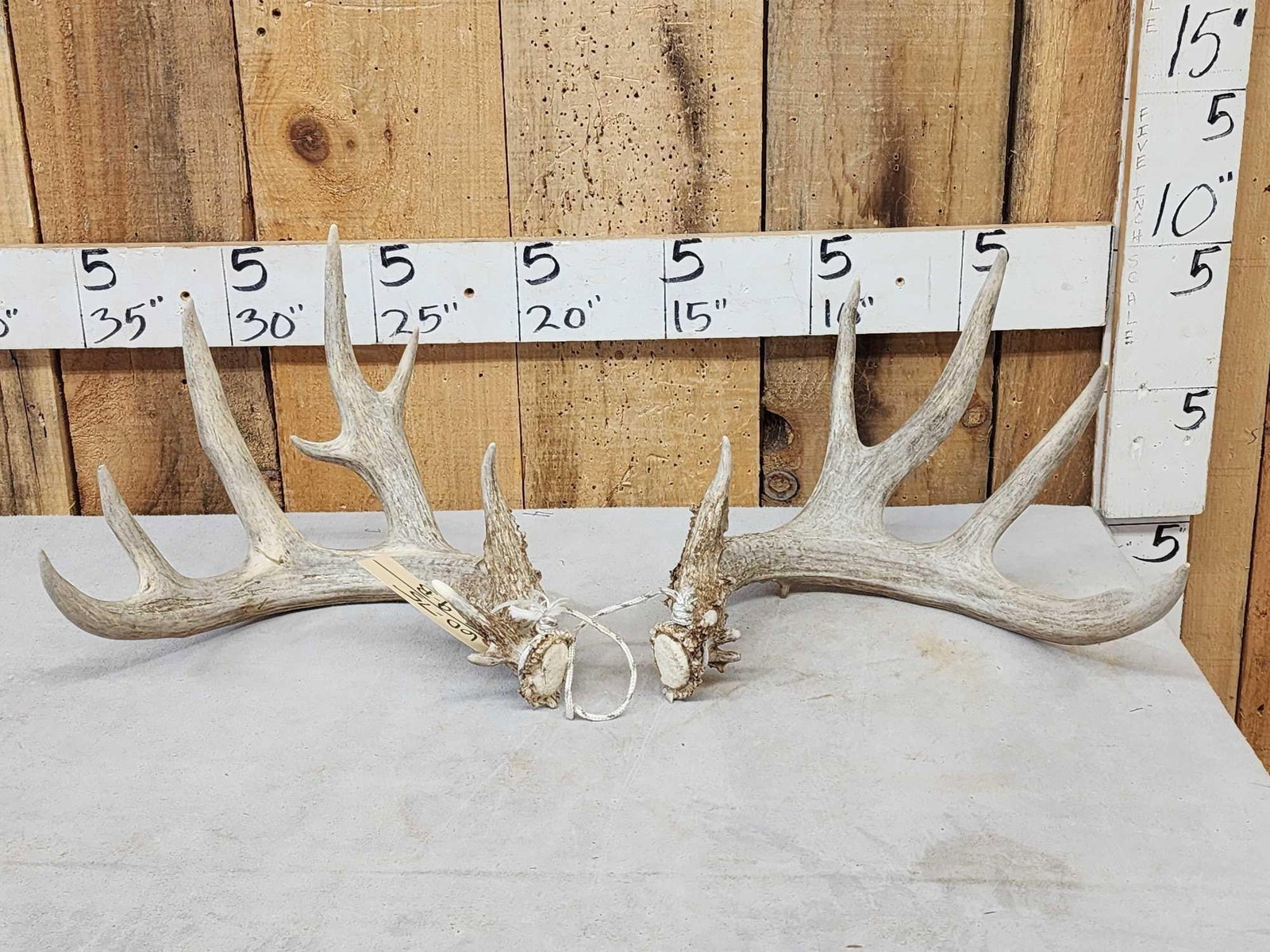 Set Of 4x5 Whitetail Shed Antlers: 60.75 Good color gnarly beading split g2s with extras