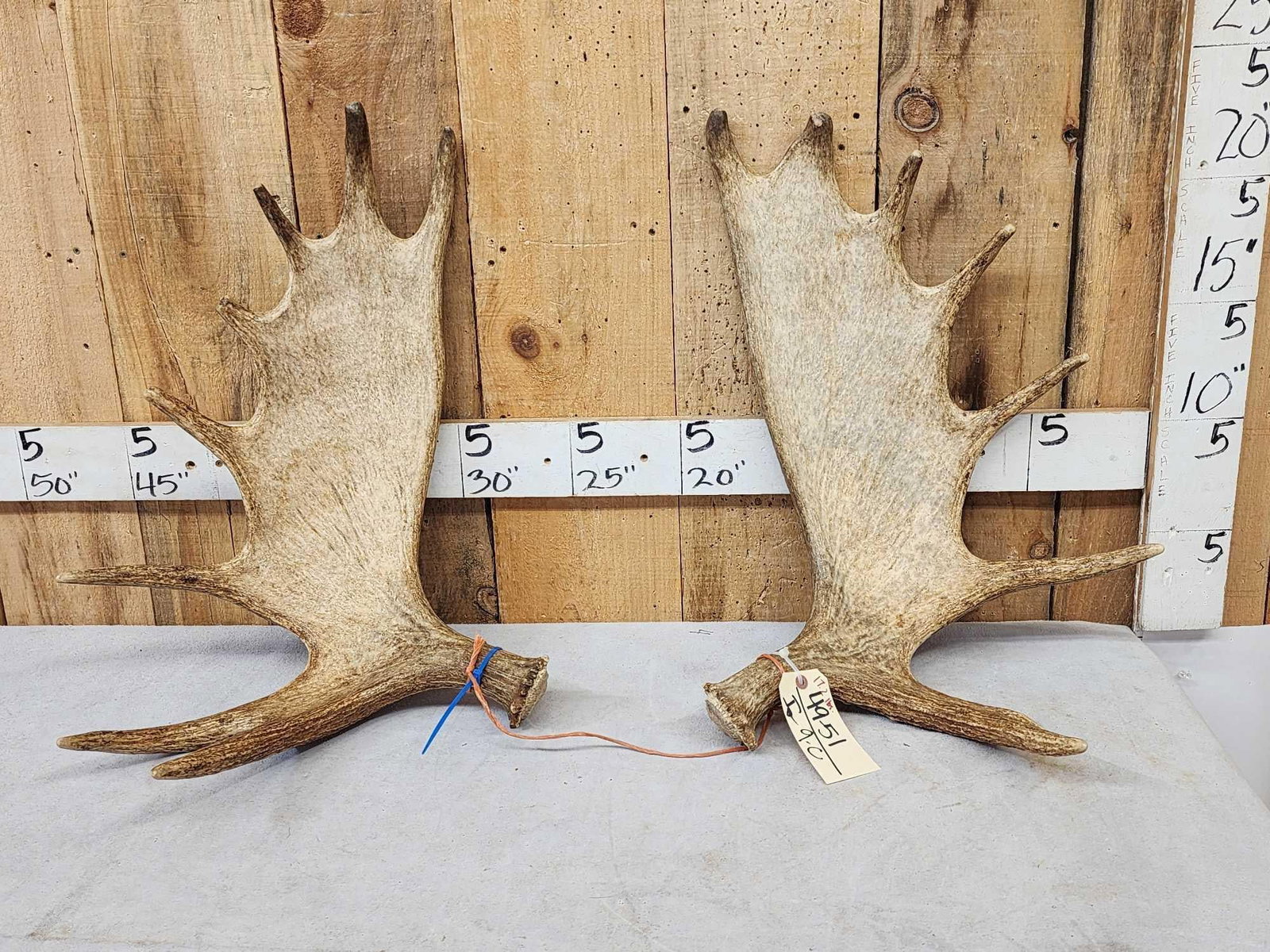 17.2 Lbs Set Of Alaskan Moose Shed Antlers: 49.51 Good color great for crafts or decor