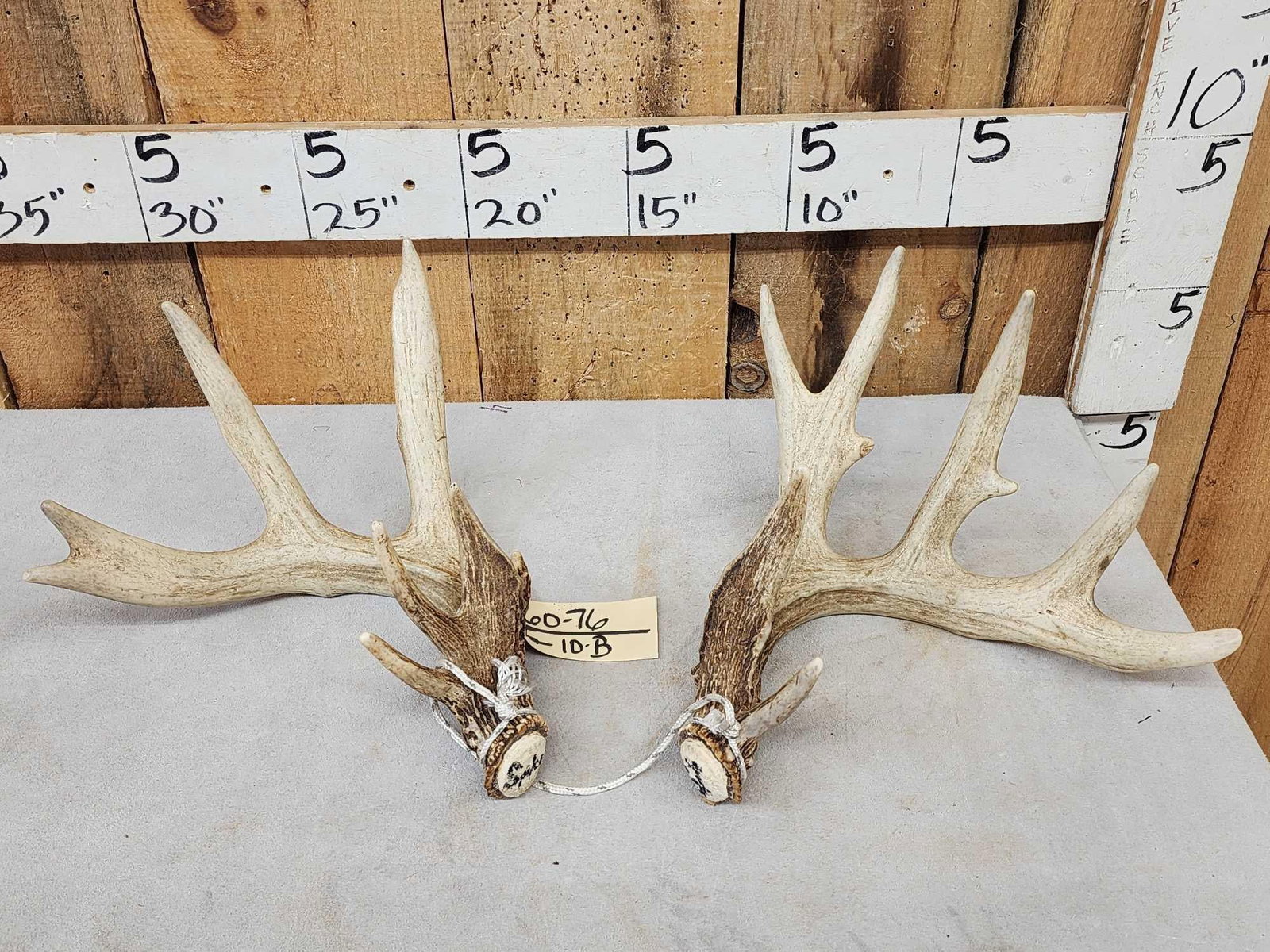 Set Of 5x5 Whitetail Shed Antlers: 60.67 Split g2s clustered brows good color