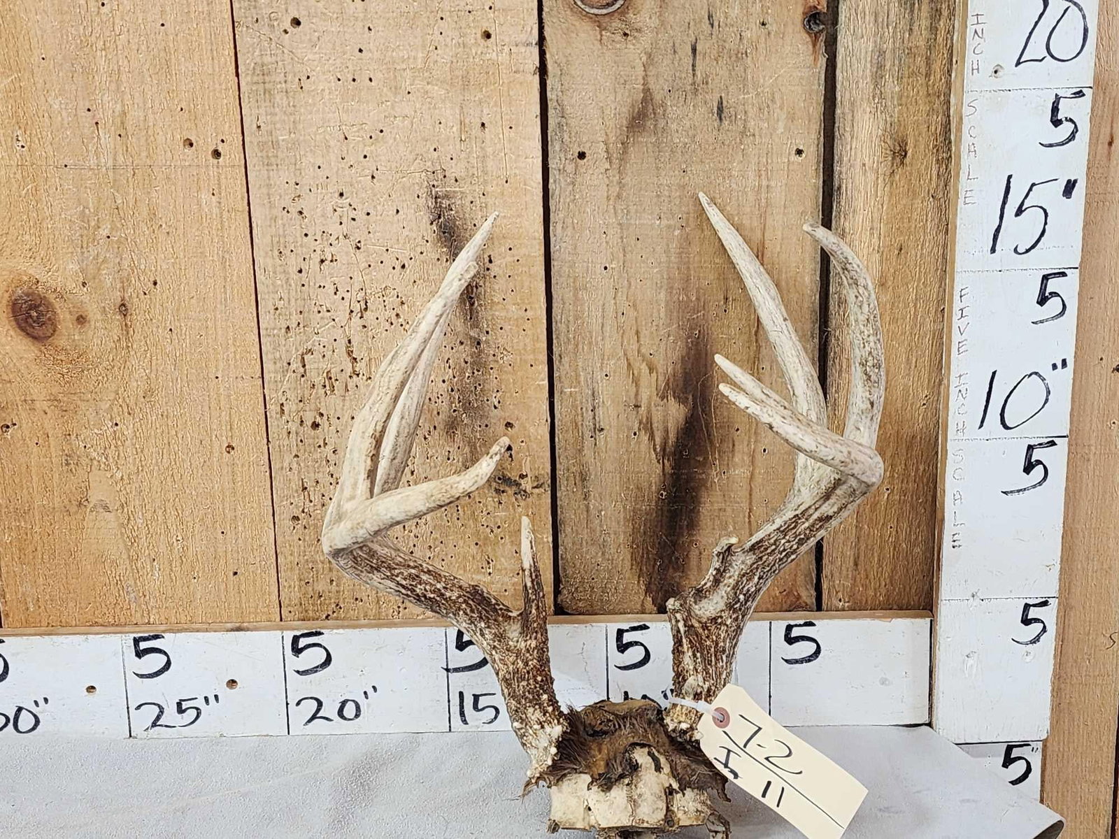 Main Frame 4x4 Wild Iowa Whitetail Antlers On Skull Plate (1 of 3)
