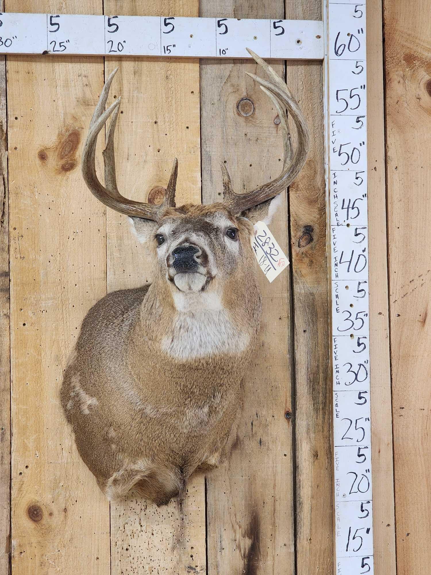 5x5 Whitetail Shoulder Mount Taxidermy: 28.32 Alert pose great look
