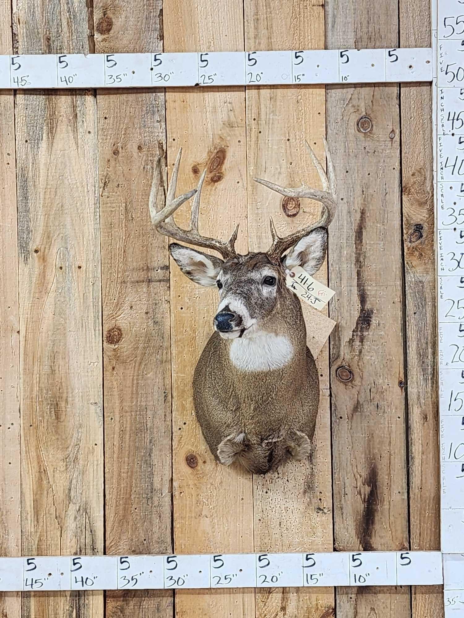 5x5 Whitetail Shoulder Mount Taxidermy: 41.6 Nice clean mount