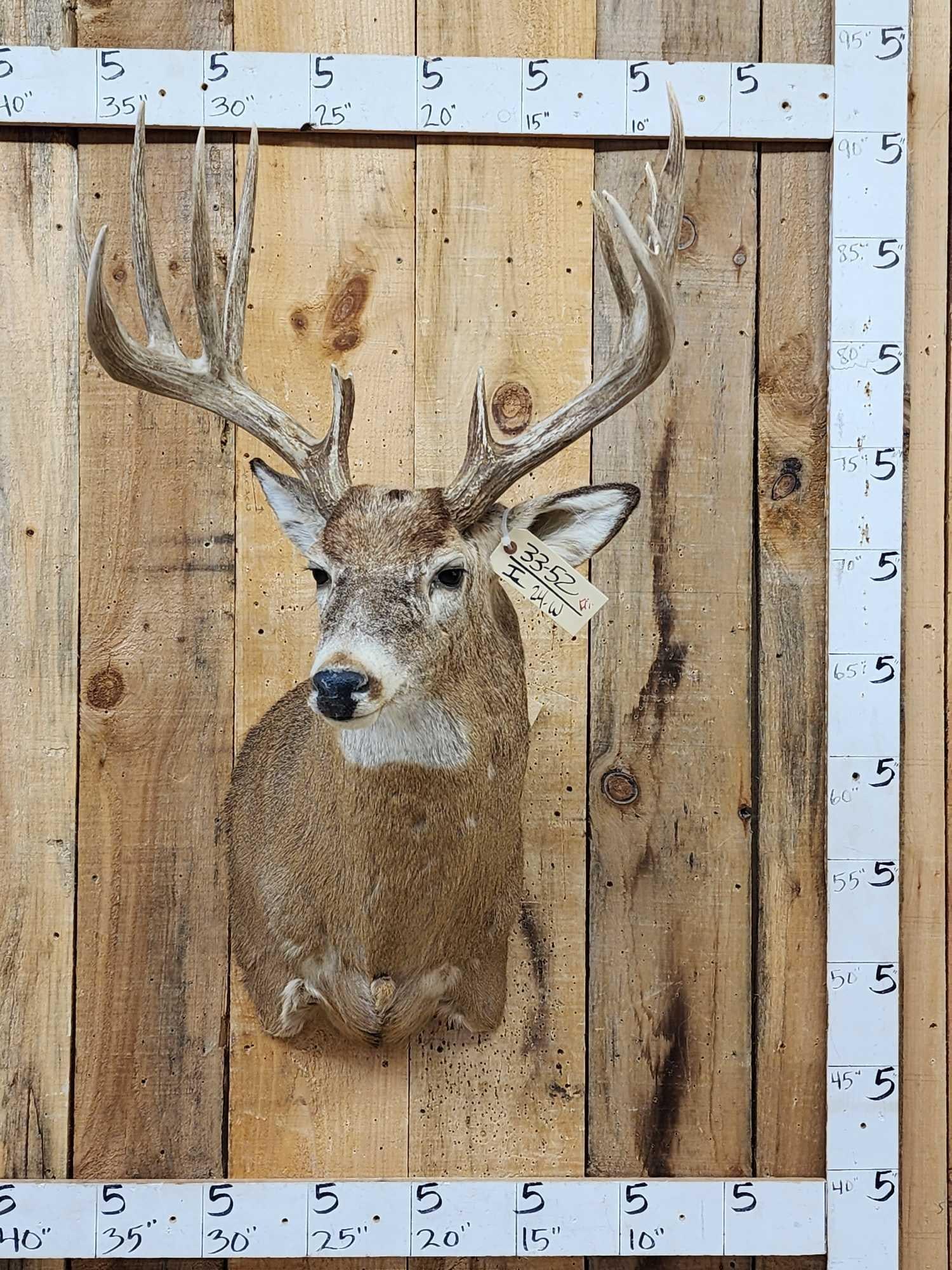 Main Frame 5x5 Whitetail Shoulder Mount Taxidermy (1 of 6)