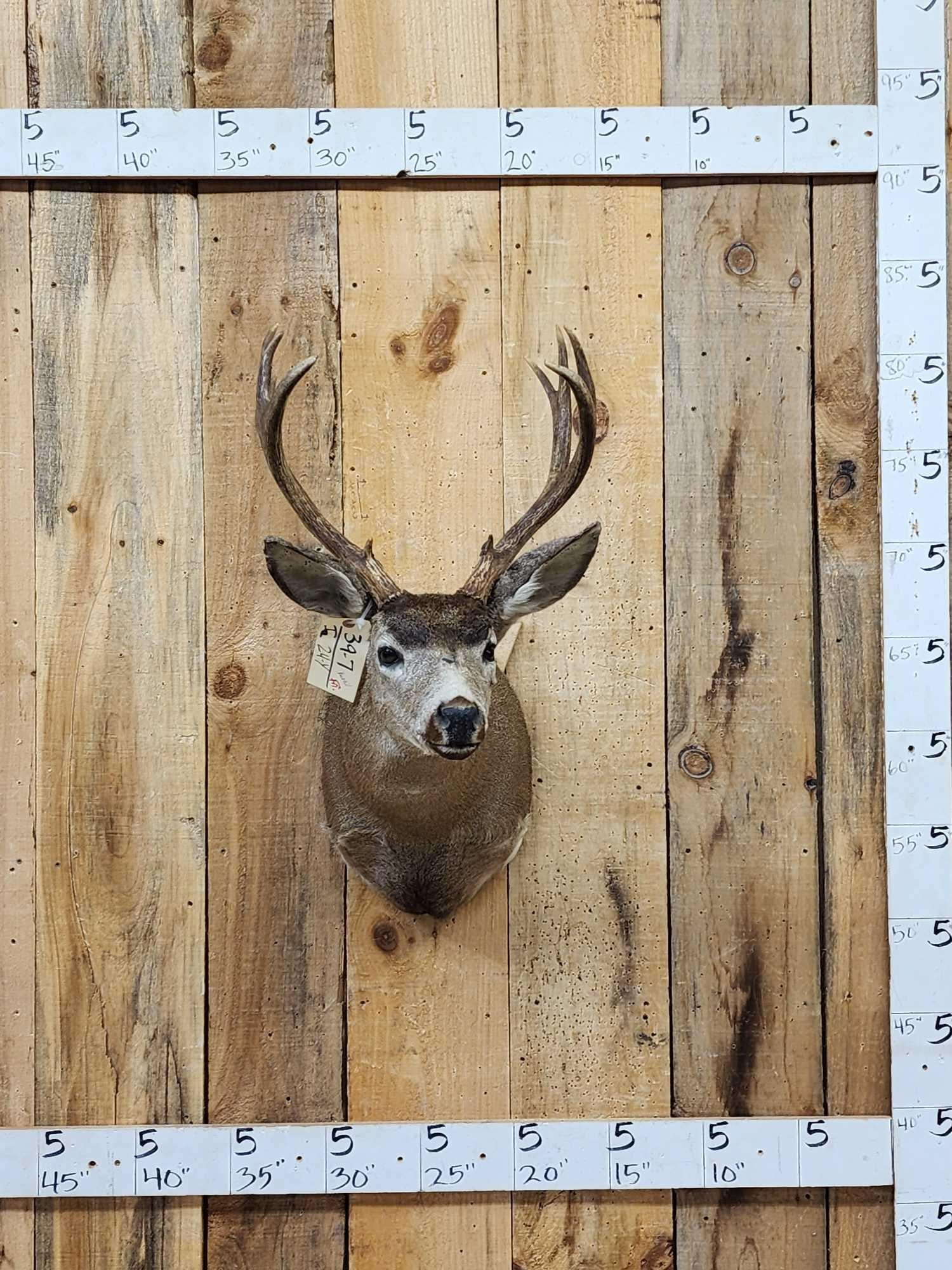 5x5 Columbian Blacktail Shoulder Mount Taxidermy (1 of 4)
