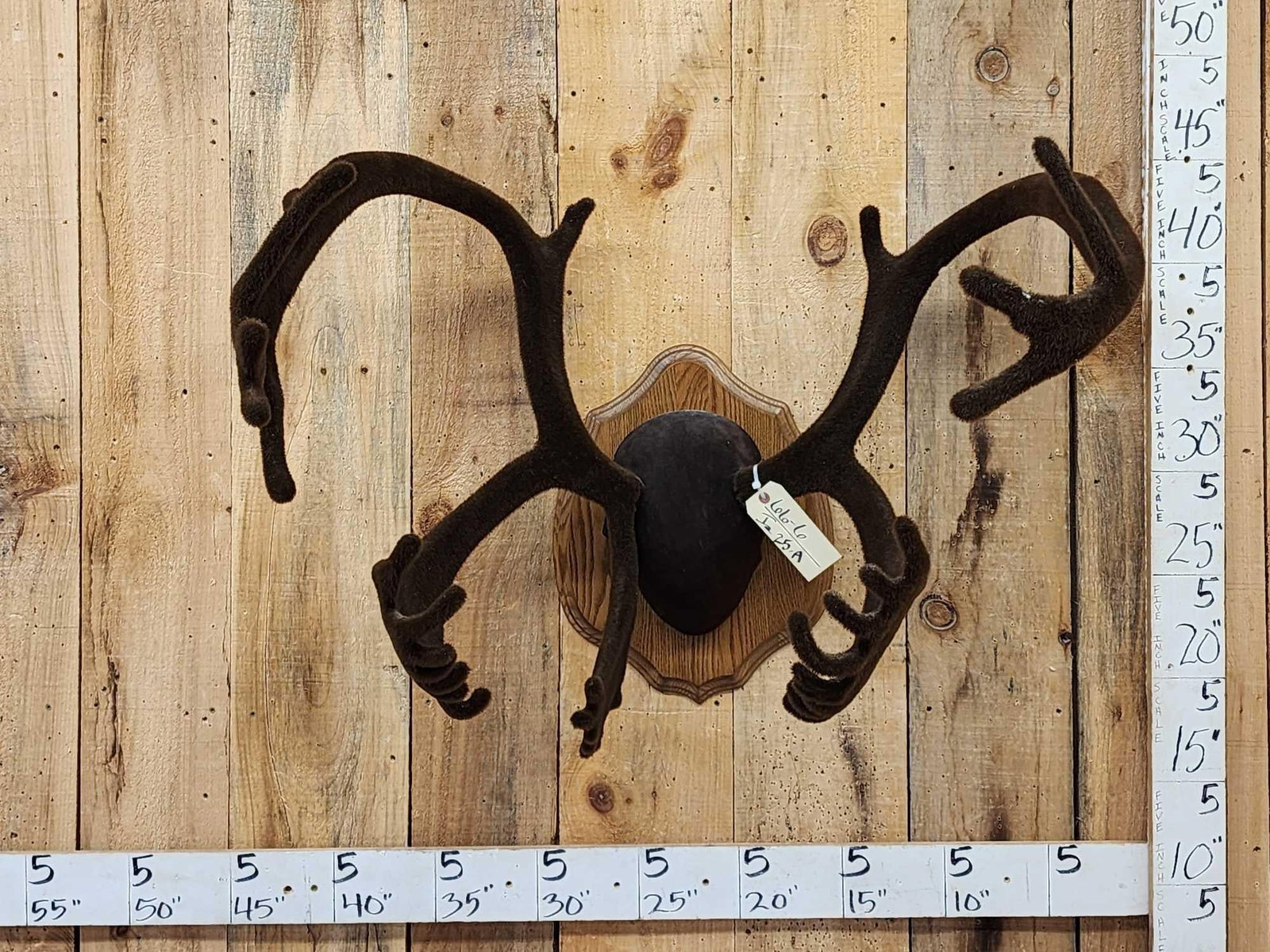 Caribou Antlers On Plaque: 66.6 Great look with professionally applied faux velvet